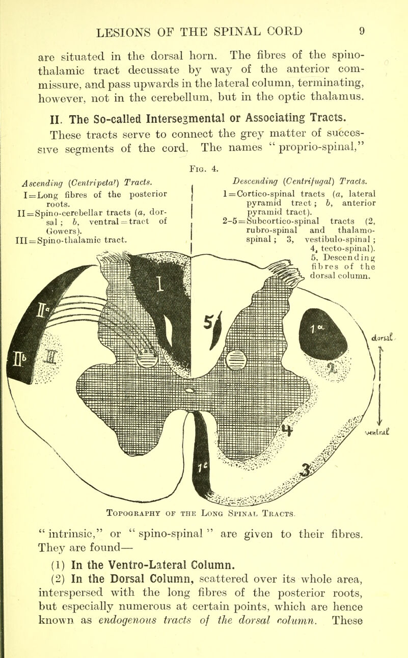 are situated in the dorsal horn. The fibres of the spino- thalamic tract decussate by way of the anterior com- missure, and pass upwards in the lateral column, terminating, however, not in the cerebellum, but in the optic thalamus. IL The So-called Intersegmental or Associating Tracts. These tracts serve to connect the grey matter of succes- sive segments of the cord. The names  proprio-spinal, Fig. 4. Ascending (Centripetal) Tracts. I=Long fibres of the posterior roots. Il^Spino-cerebellar tracts [a, dor- sal ; b, ventral = tract of Gowers). Ill^Spino-thalamic tract. Descending (Centrifugal) Tracts. l = Cortico-spinal tracts (a, lateral pyramid tract; b, anterior pyramid tract). 2-5 = Subcortico-spinal tracts (2, rubro-spinal and thalamo- spinal; vestibulo-spinal ; 4, tccto-spinal). 5, Descend in fibres of thi dorsal column. Topography of the Long Spinal Tracts.  intrinsic, or  spino-spinal  are given to their fibres. They are found— (1) In the Ventro-Lateral Column. (2) In the Dorsal Column, scattered over its whole area, interspersed with the long fibres of the posterior roots, but especially numerous at certain points, which are hence known as endogenous tracts of the dorsal column. These