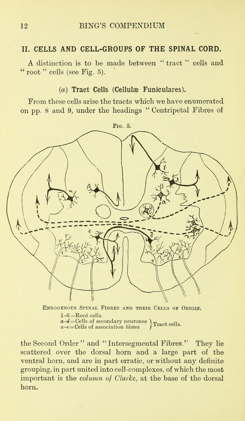 II. CELLS AND CELL-GROUPS OF THE SPINAL CORD. A distinction is to be made between  tract  cells and  root  cells (see Fig. 5). (a) Tract Cells (Cellulae Funiculares). From these cells arise the tracts which we have enumerated on pp. 8 and 9, under the headings  Centripetal Fibres of Fig. 5. the Second Order and Intersegmental Fibres.' They lie scattered over the dorsal horn and a large part of the ventral horn, and are in part erratic, or without any definite grouping, in part united into cell-complexes, of which the most important is the column of Clarke, at the base of the dorsal horn.