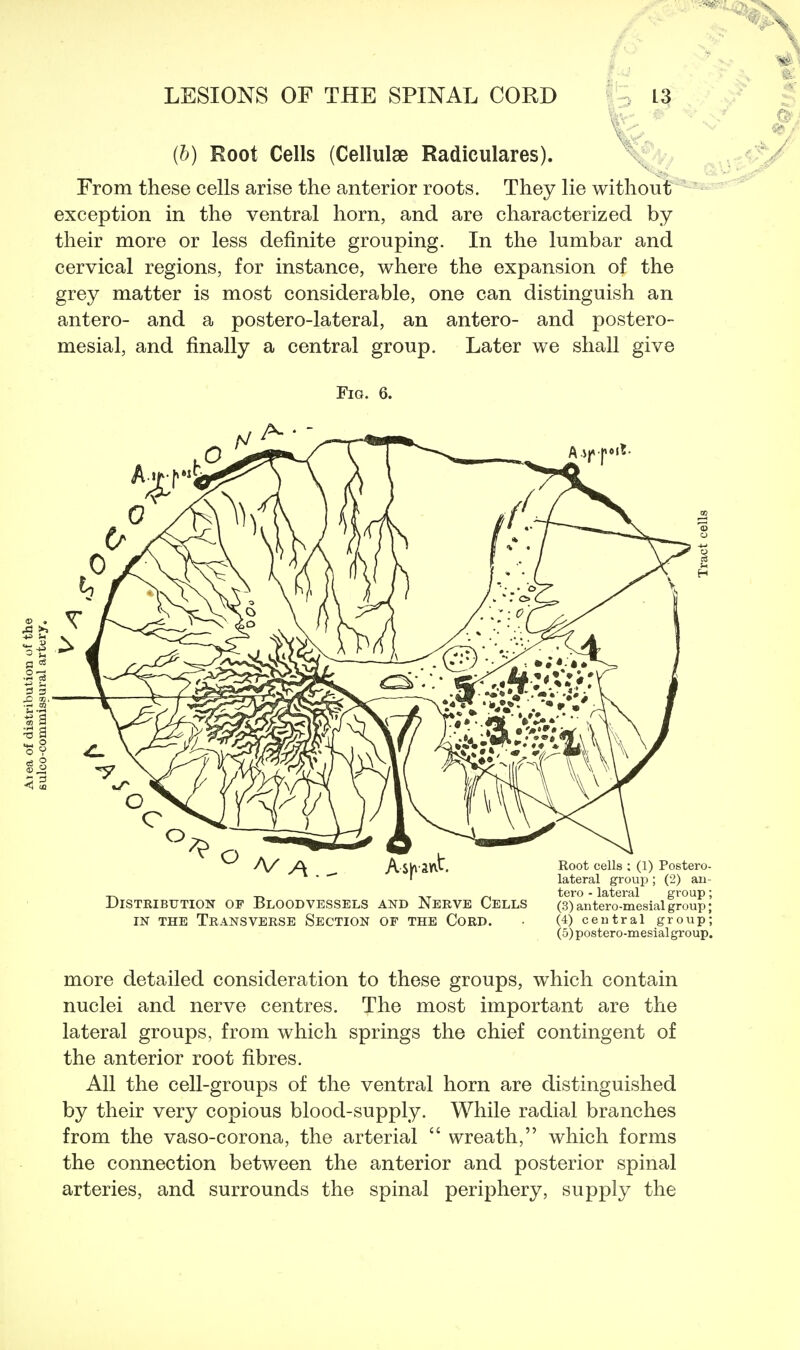 (b) Root Cells (Cellulae Radiculares). From these cells arise the anterior roots. They lie without exception in the ventral horn, and are characterized by their more or less definite grouping. In the lumbar and cervical regions, for instance, where the expansion of the grey matter is most considerable, one can distinguish an antero- and a postero-lateral, an antero- and postero- mesial, and finally a central group. Later we shall give Fig. 6. ^ A As^ant. Distribution op Bloodvessels and Nerve Cells IN the Transverse Section of the Cord. Root cells ; (1) Postero- lateral group ; (2) an- tero - lateral group; (3) antero-mesial group; (4) ceutral group; (5) postero-mesialgroup. more detailed consideration to these groups, which contain nuclei and nerve centres. The most important are the lateral groups, from which springs the chief contingent of the anterior root fibres. All the cell-groups of the ventral horn are distinguished by their very copious blood-supply. While radial branches from the vaso-corona, the arterial  wreath, which forms the connection between the anterior and posterior spinal arteries, and surrounds the spinal periphery, supply the