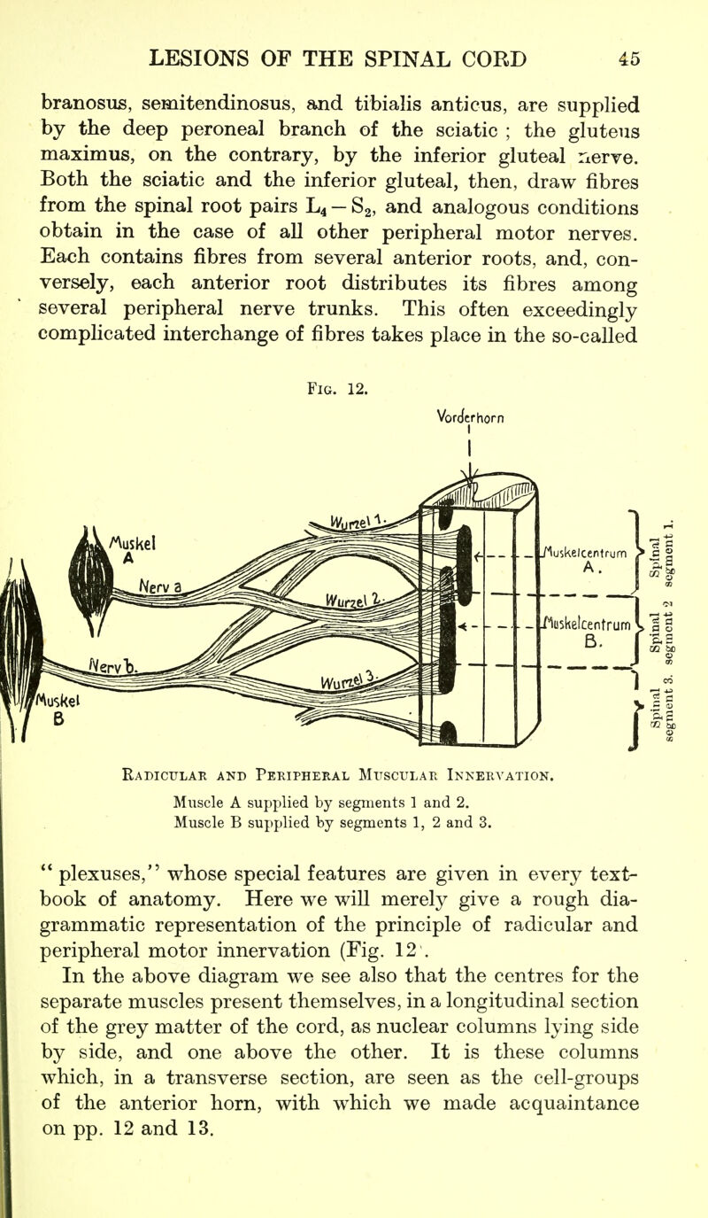 branosus, semitendinosus, and tibialis anticus, are supplied by the deep peroneal branch of the sciatic ; the gluteus maximus, on the contrary, by the inferior gluteal nerve. Both the sciatic and the inferior gluteal, then, draw fibres from the spinal root pairs L4 — S2, and analogous conditions obtain in the case of all other peripheral motor nerves. Each contains fibres from several anterior roots, and, con- versely, each anterior root distributes its fibres among several peripheral nerve trunks. This often exceedingly complicated interchange of fibres takes place in the so-called Fig. 12. Vorjcrhorn I Radicular and Peripheral Mitscular Innervation. Muscle A supplied by segments 1 and 2. Muscle B supplied by segments 1, 2 and 3.  plexuses, whose special features are given in every text- book of anatomy. Here we will merely give a rough dia- grammatic representation of the principle of radicular and peripheral motor innervation (Fig. 12 . In the above diagram we see also that the centres for the separate muscles present themselves, in a longitudinal section of the grey matter of the cord, as nuclear columns lying side by side, and one above the other. It is these columns which, in a transverse section, are seen as the cell-groups of the anterior horn, with which we made acquaintance on pp. 12 and 13.