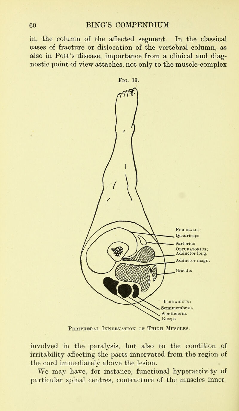 in, the column of the affected segment. In the classical cases of fracture or dislocation of the vertebral column, as also in Pott's disease, importance from a clinical and diag- nostic point of view attaches, not only to the muscle-complex Fig. 19. Peripheral Innervation of Thigh Muscles. involved in the paralysis, but also to the condition of irritability affecting the parts innervated from the region of the cord immediately above the lesion. We may have, for instance, functional hyperactivity of particular spinal centres, contracture of the muscles inner-