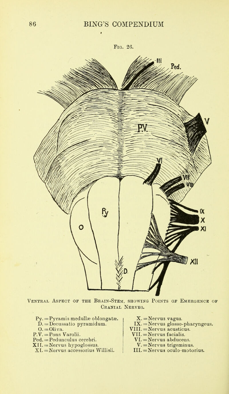 Fia. 26. Ventral Aspect of the Brain-Stem, showing Points of Emergence of Cranial Nervro. Py. =Pyramis medullge oblongatae. D. =Decussatio pyramidum. 0.=Oiiva. P.V. = Pons Varolii. Ped.=Pedunculus cerebri. XII.^Nervus hypoglossus. X[.=!Nervus accessorius Williaii. X. =NervTi3 vagus. IX. =Nervus glosso-pharyngeus. VIII. =Nervus acusticus. VII. =Nervus facialis, VI. =Nervus abduceus„ V. =Nervu3 trigeminus. III. =Nervu3 oculo-motorius.