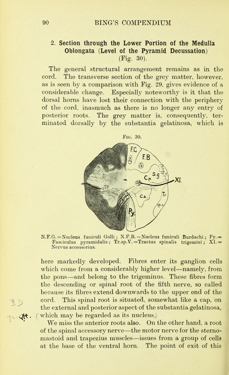 2. Section through the Lower Portion of the Medulla Oblongata (Level of the Pyramid Decussation) (Fig. 30). The general structural arrangement remains as in the cord. The transverse section of the grey matter, however, as is seen by a comparison with Fig. 29, gives evidence of a considerable change. Especially noteworthy is it that the dorsal horns have lost their connection with the periphery of the cord, inasmuch as there is no longer any entry of posterior roots. The grey matter is, consequently, ter- minated dorsally by the substantia gelatinosa, which is Fig. 30. N.F.G.= Nucleus funiculi GoUi; N.F.B.= Nucleus funiculi Burdachi; Py.= Fasciculus pyramidalis ; Tr.sp.V. =Tractus spinalis trigemini; XI. = Nervus accessorius. here markedly developed. Fibres enter its ganglion cells which come from a considerably higher level—namely, from the pons—and belong to the trigeminus. These fibres form the descending or spinal root of the fifth nerve, so called because its fibres extend downwards to the upper end of the cord. This spinal root is situated, somewhat like a cap, on the external and posterior aspect of the substantia gelatinosa, which may be regarded as its nucleus.) We miss the anterior roots also. On the other hand, a root of the spinal accessory nerve—the motor nerve for the sterno- mastoid and trapezius muscles—issues from a group of cells at the base of the ventral horn. The point of exit of this