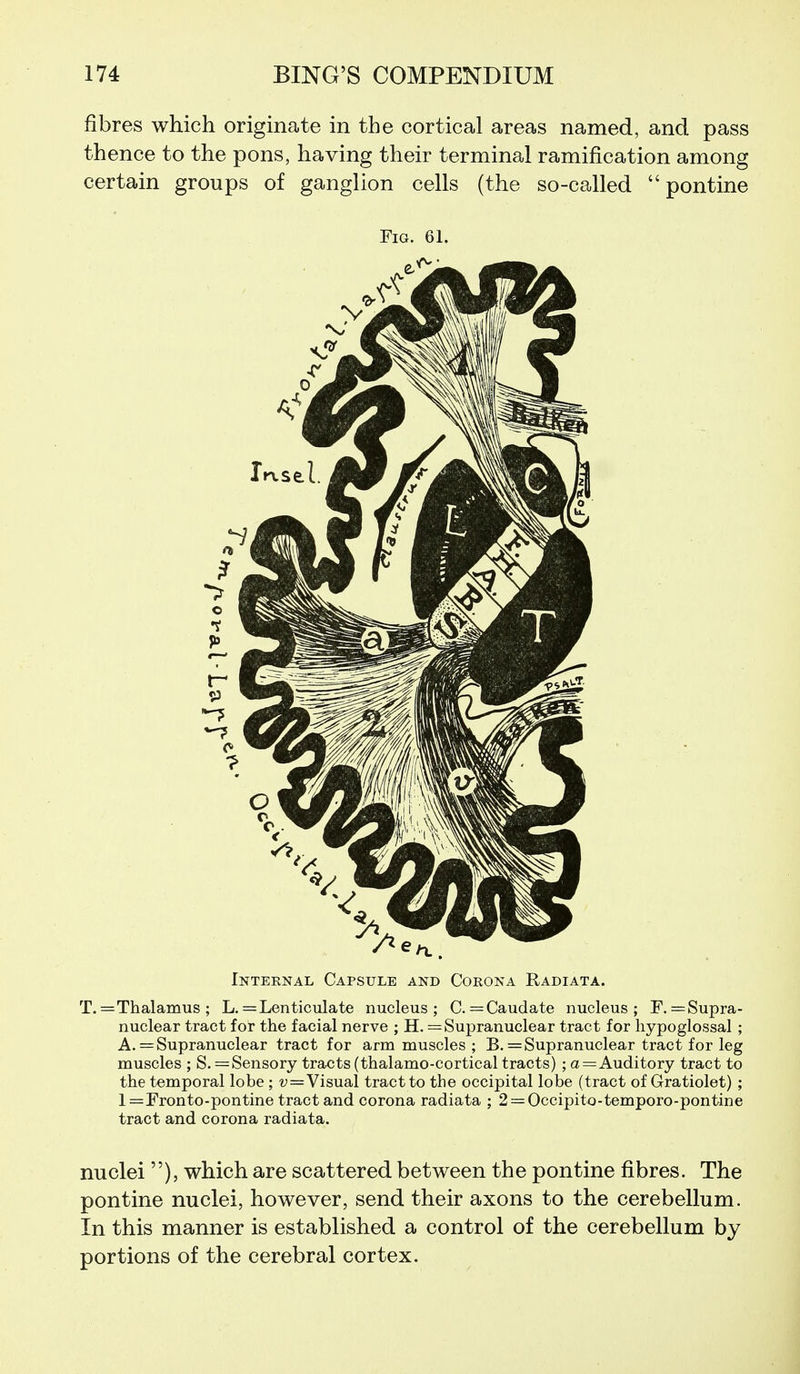 fibres which originate in the cortical areas named, and pass thence to the pons, having their terminal ramification among certain groups of ganglion cells (the so-called pontine Fig. 61. Internal Capsule and Corona Radiata. T.= Thalamus; L. =Lenticulate nucleus; C.= Caudate nucleus; r.= Supra- nuclear tract for the facial nerve ; H. = Supranuclear tract for hypoglossal ; A. = Supranuclear tract for arm muscles ; B. = Supranuclear tract for leg muscles ; S. =Sensory tracts (thalamo-cortical tracts) ; a=Auditory tract to the temporal lobe; v=Visual tract to the occipital lobe (tract of Gratiolet) ; l=Fronto-pontine tract and corona radiata ; 2 = 0ccipito-temporo-pontine tract and corona radiata. nuclei ), which are scattered between the pontine fibres. The pontine nuclei, however, send their axons to the cerebellum. In this manner is established a control of the cerebellum by portions of the cerebral cortex.