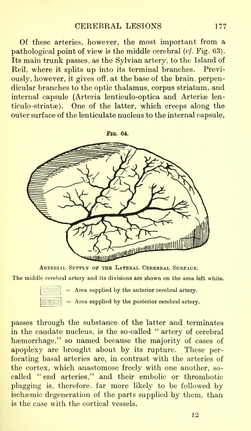 Of these arteries, however, the most important from a pathological point of view is the middle cerebral (c/. Fig. 63). Its main trunk passes, as the Sylvian artery, to the Island of Reil, where it splits up into its terminal branches. Previ- ously, however, it gives off, at the base of the brain, perpen- dicular branches to the optic thalamus, corpus striatum, and internal capsule (Arteria lenticulo-optica and Arterise len- ticulo-striatse). One of the latter, which creeps along the outer surface of the lenticulate nucleus to the internal capsule, J3^o. 64. Arterial Supply of the Lateral Cerebral Surface. The middle cerebral artery and its divisions are shown on the area left white. = Area supplied by the anterior cerebral artery. I = Area supplied by the posterior cerebral artery. passes through the substance of the latter and terminates in the caudate nucleus, is the so-called  artery of cerebral haemorrhage, so named because the majority of cases of apoplexy are brought about by its rupture. These per- forating basal arteries are, in contrast with the arteries of the cortex, which anastomose freely with one another, so- called  end arteries, and their embolic or thrombotic plugging is, therefore, far more likely to be followed by ischaemic degeneration of the parts supplied by them, than is the case with the cortical vessels. 12