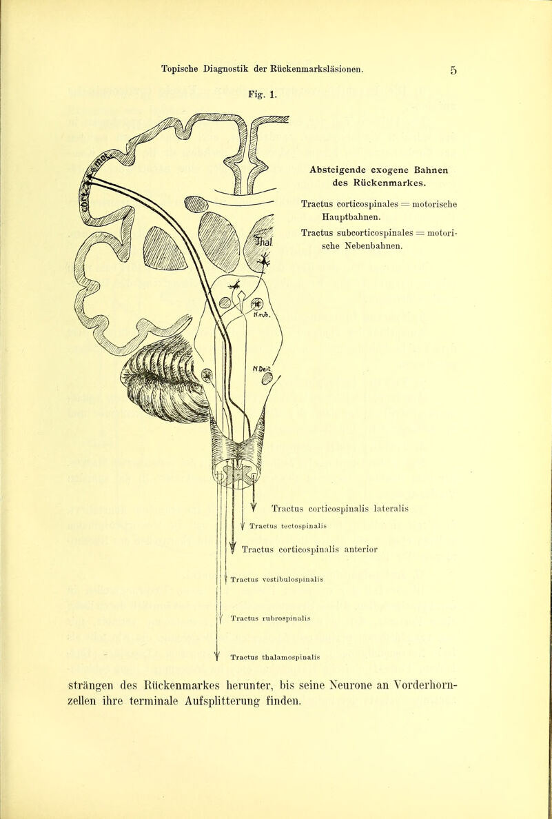 Tractus rubrospinalis Tractus thalamospinalis strangen des Riickenmarkes herunter, bis seine Neurone an Vorderhorn- zellen ihre terminale Aufsplitterung finden.