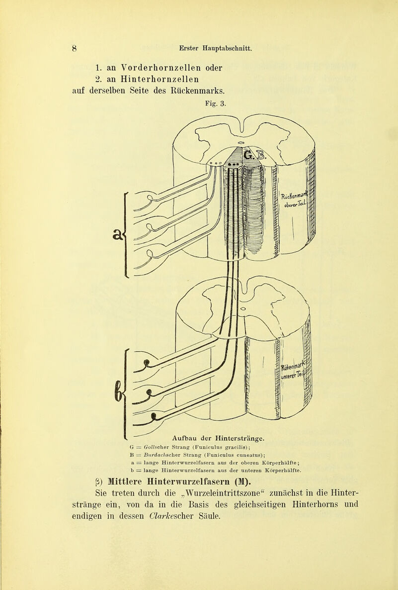 1. an Vorderhornzellen oder 2. an Hinterhornzellen auf derselben Seite des Riickenmarks. Fig. 3. G = Goi/scher Strang (Funiculus gracilis); B = Burdaclischer Strang (Funiculus cuneatus); a = lange Hinterwurzelfasern aus der oberen Korperhalfte; b = lange Hinterwurzelfasern aus der unteren Korperhalfte. Mittlere Hinterwurzelfasern (M). Sie treten durch die „Wurzeleintrittszone zuniichst in die Hinter- strange ein, von da in die Basis des gleichseitigen Hinterhorns und endigen in dessen Clarkescher Saule.