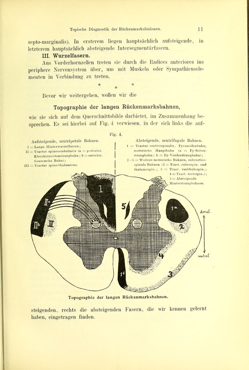 septo-marginalis). In ersterem liegen hauptsachlich auf steigende, in le.tzter.em hauptsachlich absteigende Intersegmentarfasern. III. Wurzelfasern. Aus Vorderhornzellen treten sic durch die Radices anteriores ins periphere Nervensystem iiber, urn mit Muskeln oder Sympathicusele- menten in Verbindung zu treten. Bevor wir weitergehen, wollen wir die Topographie der langen Riickenmarksbahnen, wie sie sich auf dem Querschnittsbilde darbietet, im Zusaramenhang be- sprechen. Es sei hierbei auf Fig. 4 verwiesen, in der sich links die auf- Fig. 4. Aufsteigende, zeutripetale Balmen I = Lange Hinterwurzelfasern; H = Tractus spinocerebellars (a = posteri> Kleiuhirnseitenstrangbahn ; b = anteii Gowerssche Bahn); III = Tracing spino-thalaniicus. Absteigende, zentrifugale Bahnen. = Tractus eorticospinalis, Pyramidenbabn, motorische Hauptbahn (a = Py-Seite.n- strangbahn; b Py-Vorderstrangbahn); 5 = Weitere raotorisehe Bahnen, subcortieo- spinale Babnen (2 = Tract, rubrospin. und thalamospin. ; 3 — Tract, vestibulospin.; 4 — Tract, tectospm.); 5 = Absteigende Hinterstrangiiahnen. d.oruf Topographie der langen Riickenmarksbahnen. steigenden, rechts die absteigenden Fasern, die wir kennen gelernt haben, eingetragen finden.