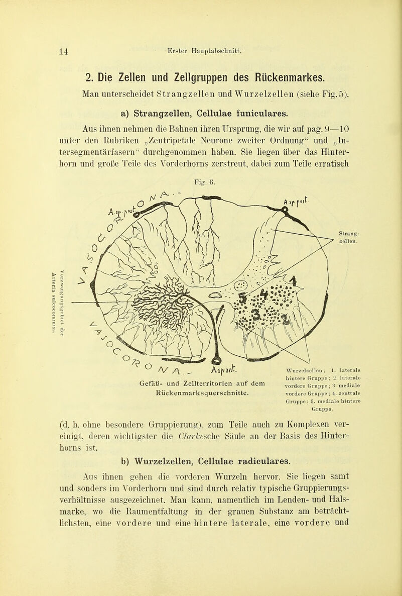 2. Die Zellen und Zellgruppen des Ruckenmarkes. Man unterscheidet Strangzellen und Wurzelzellen (siehe Fig. 5). a) Strangzellen, Cellulae funiculares. Aus ihnen nehmen die Bahnen ihren Ursprung, die wir auf pag. 9—10 unter den Rubriken „Zentripetale Neurone zweiter Ordnung und „In- tersegmentarfasenr' durchgenommen haben. Sie liegen iiber das Hinter- horn und grofie Teile des Vorderhorns zerstreut, dabei zum Teile erratisch Fig. 6. Gruppe. (d. h. ohne besondere Gruppierung), zum Teile auch zu Komplexen ver- einigt, deren wichtigster die Clarkesche. Saule an der Basis des Hinter- horns ist. b) Wurzelzellen, Cellulae radiculares. Aus ihnen gehen die vorderen Wurzeln hervor. Sie liegen samt und sonders im Vorderhorn und sind durch relativ typische Gruppierungs- verhaltnisse ausgezeichnet. Man kann, namentlich im Lenden- und Hals- marke, wo die Raumentfaltung in der grauen Substanz am betracht- licbsten, eine vordere und eine hintere laterale, eine vordere und