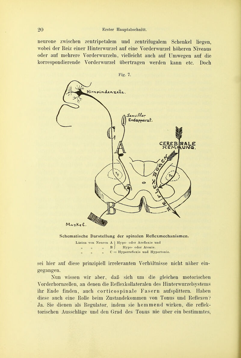 neurone zwischen zentripetalem und zentrifugalem Schenkel liegen, wobei der Reiz einer Hinterwurzel auf eine Vorderwurzel hoheren Niveaus oder auf mehrere Vorderwurzeln, vielleicht auch auf Umwegen auf die korrespondierende Vorderwurzel iibertragen werden kann etc. Doch Fig. 7. Schematische Darstellung der spinalen Reflexmechanismen. Lasion von Neuron A 1 Hypo- oder Areflexie und „ „ „ B J Hypo- oder Atonie. „ „ „ C — Hyperreflexie und Hypertonie. sei hier auf diese prinzipiell irrelevanten Verhaltnisse nicht naher ein- gegangen. Nun wissen wir aber, daC sich um die gleichen motorischen Vorderhornzellen, an denen die Reflexkollateralen des Hinterwurzelsystems ihr Ende finden, auch corticospinale Fasern aufsplittern. Haben diese auch eine Rolle beim Zustandekommen von Tonus und ReflexenV Ja. Sie dienen als Regulator, indem sie hem mend wirken, die reflek- torischen Ausschlage und den Grad des Tonus nie iiber ein bestimmtes,