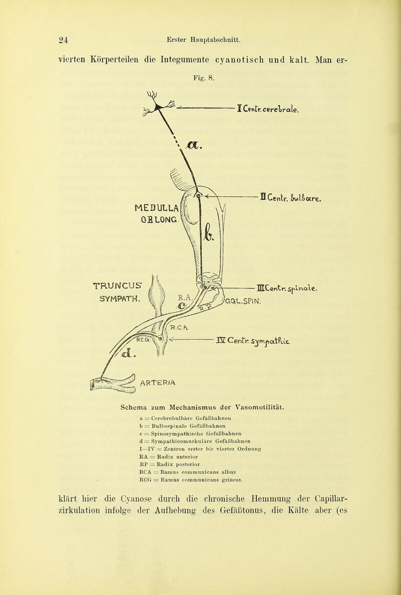 vierten Korperteilen die Integumente cyanotisch und kali Man er- Fig. 8. Schema zum Mechanismus der Vasomotilitat. a = Cerebrohulban- (ii fal'ibahneu b = Bulbospinale GefaBbahnen c = Spinosympathische Gefaflbahnen d= Sympathicomuskuliire GefaBbahnen I—IV = Zentren erster bis vierter Ordnung EA = Radix anterior EP = Radix posterior RCA = Ramus communieans albus RCG = Ramus communieans griseus. klart hier die Cyanose durch die chronische Hemmung der Capillar- zirkulation infolge der Aufhebung des GefaOtonus, die Kalte aber (es