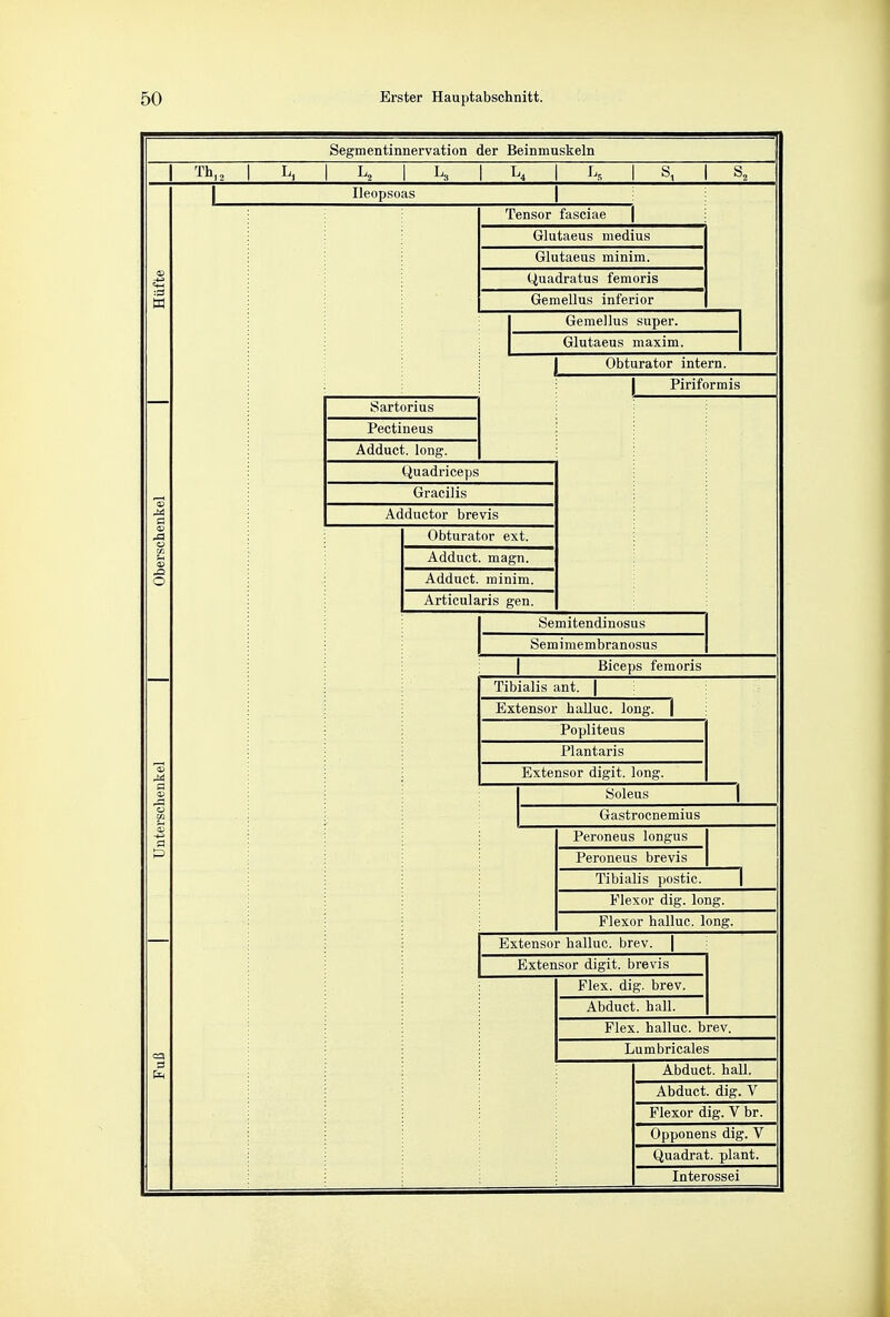 Segmentinnervation der Beinmuskeln Th12 I Ileopsoas Tensor fasciae f Glutaeus medius Glutaeus minim. Quadratus femoris Gemellus inferior Glutaeus maxim. Obturator intern. Adduct. long. Quadriceps Gracilis Adductor brevis Obturator ext. Adduct. magn. Adduct. Articularis gen. Semitendiimsus Semimembranosus Biceps femoris Tibialis ant. | Extensor halluc. long, j Popliteus Plantaris Extensor digit, long. (last rocnemius Peroneus longus I'eroncus brevis Tibialis postic. Flexor dig. long. Flexor halluc. long. Extensor halluc. brev. | Extensor digit, brevis Flex. dig. brev. Flex, halluc. brev. Abduct, dig. V Flexor dig. V br. Opponens dig. V Quadrat, plant. Interossei