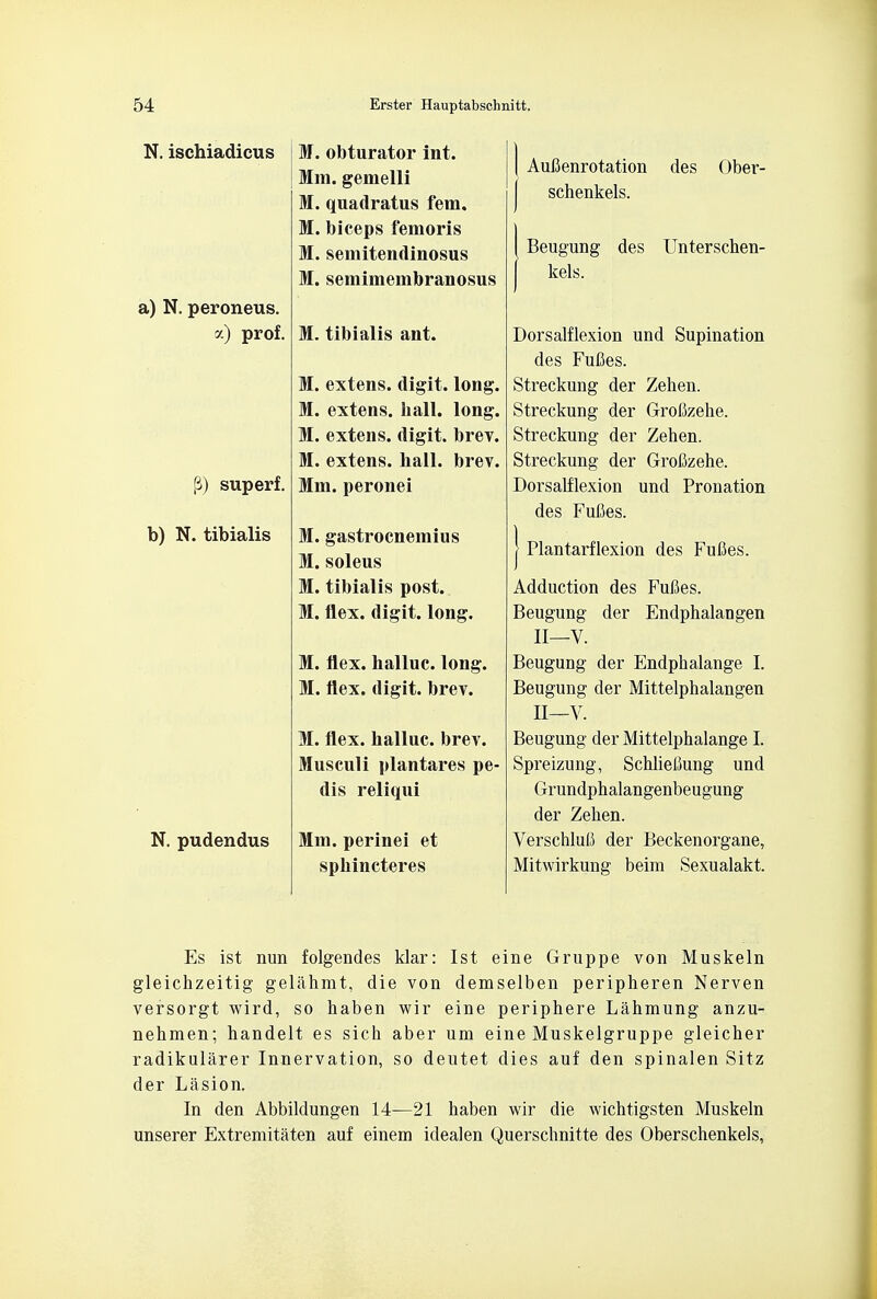 N. ischiadicus a) N. peroneus. y.) prof. (3) sup erf. b) N. tibialis N. pudendus M. obturator int. Mm. gemelli M. quadratus fern. M. biceps femoris M. semitendinosus M. semimembranosus M. tibialis ant. M. extens. digit, long. M. extens. hall. long. M. extens. digit, brev. M. extens. hall. brev. Mm. peronei M. gastrocnemius M.soleus M. tibialis post. M. Hex. digit, long. M. flex, halluc. long. M. flex, digit, brev. M. flex, halluc. brev. Musculi plantares pe- dis reliqui Mm. perinei et sphincteres Auflenrotation des Ober- schenkels. Beugung des Unterschen- kels. Dorsalflexion und Supination des Fufies. Streckung der Zehen. Streckung der Grofizehe. Streckung der Zehen. Streckung der Grofizehe. Dorsalflexion und Pronation des Fufies. I Plantarflexion des Fulies. Adduction des Fufies. Beugung der Endphalangen II—V. Beugung der Endphalange I. Beugung der Mittelphalangen II—V. Beugung der Mittelphalange I. Spreizung, Schliefiung und Grundphalangenbeugung der Zehen. VerschluC der Beckenorgane, Mitwirkung beim Sexualakt. Es ist nun folgendes klar: 1st eine Gruppe von Muskeln gleichzeitig gelahmt, die von demselben peripheren Nerven vefsorgt wird, so haben wir eine periphere Lahmung anzu- nehmen; handelt es sich aber um eine Muskelgruppe gleicher radikularer Innervation, so deutet dies auf den spinalen Sitz der Lasion. In den Abbildungen 14—21 haben wir die wichtigsten Muskeln unserer Extremitaten auf einem idealen Querschnitte des Oberschenkels,