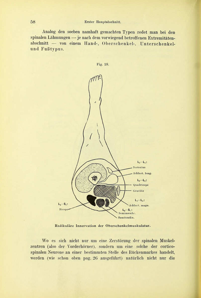 Analog den soeben namhaft gemachten Typen redet man bei den spinalen Lahmungen — je nach dem vorwiegend betroffenen Extremitaten- abschnitt — von einem Hand-, Oberschenkel-, Unterschenkel- und Fufitypus. Fig. 18. Radikulare Innervation der Oberschenkelmuskulatur. Wo es sich nicht nur um eine Zerstorung der spinalen Muskel- zentren (also der Vorderhorner). sondern um eine solche der cortico- spinalen Neurone an einer bestimmten Stelle des Riickenmarkes handelt, werden (wie schon oben pag. 26 ausgefiihrt) natiirlich nicht nur die
