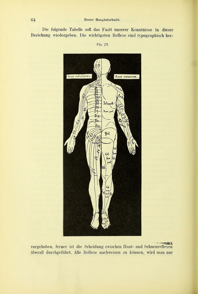 Die folgende Tabelle soli das Fazit unserer Kenntnisse in dieser BeziehuDg wiedergeben. Die wichtigsten Reflexe sind typographisch her- Fig. 23. vorgehoben, ferner ist die Scheidung zwischen Haut- und Sehnenreflexen iiberall durchgefiihrt. Alle Reflexe nachweisen zu konnen, wird man nur