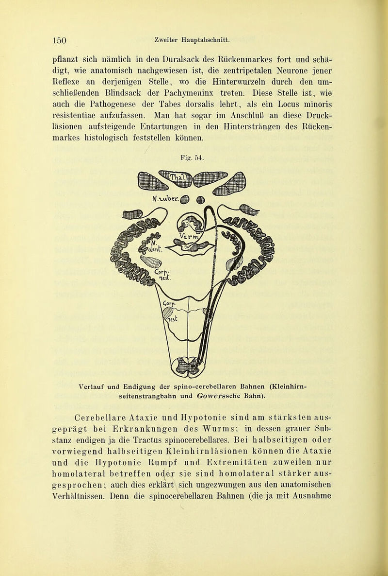 pflanzt sich namlich in den Duralsack des Riickenmarkes fort und scha- digt, wie anatomisch nachgewiesen ist, die zentripetalen Neurone jener Reflexe an derjenigen Stelle, wo die Hinterwurzeln durch den um- schliefienden Blindsack der Pachymeninx treten. Diese Stelle ist, wie auch die Pathogenese der Tabes dorsalis lehrt, als ein Locus minoris resistentiae aufzufassen. Man hat sogar im AnschluC an diese Druck- lasionen aufsteigende Entartungen in den Hinterstrangen des Rucken- markes histologisck feststellen konnen. Pig. 54. Verlauf und Endigung der spino-cerebellaren Bahnen (Kleinhirn- seitenstrangbahn und Gowerssche Bahn). Cerebellare Ataxie und Hypotonie sind am starksten aus- gepragt bei Erkrankungen des Wurms; in dessen grauer Sub- stanz endigen ja die Tractus spinocerebellares. Bei halbseitigen oder vorwiegend halbseitigen Kleinhirnlasionen konnen die Ataxie und die Hypotonie Rumpf und Extremitaten zuweilen nur homolateral betreffen oder sie sind homolateral starker aus- gesprochen; auch dies erklart sich ungezwungen aus den anatomischen Verhaltnissen. Denn die spinocerebellaren Bahnen (die ja mit Ausnahme