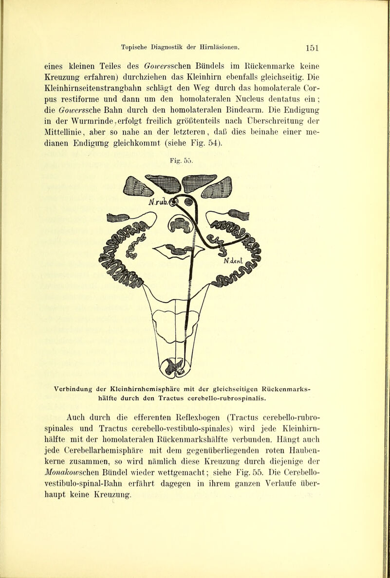 eines kleinen Teiles des Gowersschen Biindels im Kiickenmarke keine Kreuzung erfahren) durchziehen das Kleinhirn ebenfalls gleichseitig. Die Kleinhirnseitenstrangbahn schliigt den Weg durch das homolateral Cor- pus restiforme und danu um den homolateralen Nucleus dentatus ein ; die Gowerssche Bahn durch den homolateralen Bindearm. Die Endigung in der Wurrarinde, erfolgt freilich groCtenteils nach Uberschreitung der Mittellinie, aber so nahe an der letzteren, dafi dies beinahe einer me- dianen Endigung gleichkommt (siehe Fig. 54). Fig. 55. Verbindung der Kleinhirnhemisphare mit der gleichseitigen Ruckenmarks- halfte durch den Tractus cerebello-rubrospinalis. Auch durch die efferenten Reflexbogen (Tractus cerebello-rubro- spinales und Tractus cerebello-vestibulo-spinales) wird jede Kleinhirn- halfte mit der homolateralen Biickenmarkshalfte verbunden. Hangt auch jede Cerebellarhemisphare mit dem gegeniiberliegenden roten Hauben- kerne zusammen, so wird namlich diese Kreuzung durch diejenige der Monakowschen Biindel wieder wettgemacht; siehe Fig. 55. Die Cerebello- vestibulo-spinal-Bahn erfahrt dagegen in ihrem ganzen Verlaufe iiber- haupt keine Kreuzung.