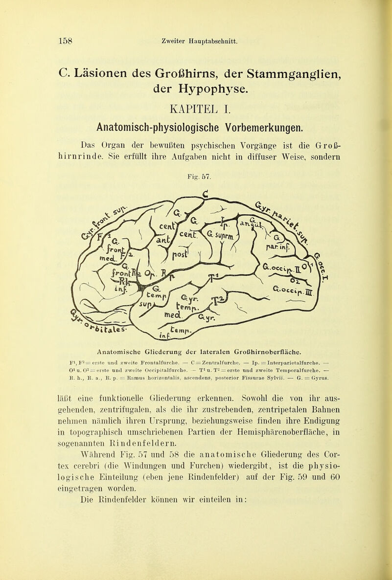 C. Lasionen des Grofihirns, der Stammganglien, der Hypophyse. KAPITEL I. Anatomisch-physiologische Vorbemerkungen. Das Organ der bewuflten psychischen Vorgange ist die Grofi- hirnrinde. Sie erfiillt ihre Aufgaben nicht in diffuser Weise, sondern Fig. 57. Anatomische Gliederung der lateralen Grofihirnoberflache. Fi,F2=erste und zweite Frontalfurche. — C = Zentralfurche. — Ip. = Interparietalfurche. — O1 u. 02 = erste und zweite Occipitalfurehe. — T1 u. T2 = erste und zweite Temporalfurche. — E. hv E. a., K. p. = Eamus horizontalis. ascendens. posterior Fissurae Sylvii. — G. = Gyrus. laftt eine funktionelle Gliederung erkennen. Sowohl die von ihr aus- gehenden, zentrifugalen, als die ihr zustrebenden, zentripetalen Bahnen nehmen namlich ihren Ursprung, beziehungsweise finden ihre Endigung in topographisch umschriebenen Partien der Hemispharenoberflache, in sogenannten Rindenfeldern. Wahrend Fig. 57 und 58 die anatomische Gliederung des Cor- tex cerebri (die Windungen und Furchen) wiedergibt, ist die physio- logische Einteilung (eben jene Rindenfelder) auf der Fig. 59 und 60 eingetragen worden. Die Pvindenfelder konnen wir einteilen in: