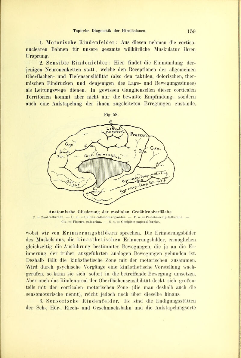 1. Motorische Rindenfelder: Aus diesen nehmen die cortico- nuclearen Bahnen fiir unsere gesamte willkiirliche Muskulatur ihren Ursprung. 2. Sensible Rindenf elder: Hier findet die Einmiindung der- jenigen Neuronenketten statt, welche den Receptionen der allgemeinen Oberflachen- und Tiefensensibilitat (also den taktilen, dolorischen, ther- raischen Eindriicken und denjenigen des Lage- und BeweguDgssinnes) als LeituDgswege dienen. In gewissen Ganglienzellen dieser corticalen Territorien kommt aber nicht nur die bewufite Empfindung, sondern auch eine Aufstapelung der ihnen zugeleiteten Erregungen zustande, Anatomische Gliederung der medialen GrolJhirnoherflache. C. = Zentralfuroho. — C. m. — Sulcus callosomarginalis. — P. o. = Parioto-occipitalfurche. — Clc. = Fissura calcarina. — 0. t. = Occipitotemporalfnrche. wobei wir von Erinnerungsbildern sprechen. Die Erinnerungsbilder des Muskelsinns, die kiniisthetischen Erinnerungsbilder, ermoglichen gleichzeitig die Ausfiihrung bestimmter Bewegungen, die ja an die Er- innerung der friiher ausgefiihrten analogen Bewegungen gebunden ist. Deshalb fallt die kinasthetische Zone mit der motorischen zusammen. Wird durch psychische Vorgange eine kinasthetische Vorstellung wach- gerufen, so kann sie sich sofort in die betreffende Bewegung umsetzen. Aber auch das Rindenareal der Oberflachensensibilitat deckt sich grofien- teils mit der corticalen motorischen Zone (die man deshalb auch die sensomotorische nennt), reicht jedoch noch liber dieselbe hinaus. 3. Sensorische Rindenf elder. Es sind die Endigungsstatten der Seh-, Hor-, Riech- und Geschmacksbahn und die Aufstapelungsorte Fig. 58. C.