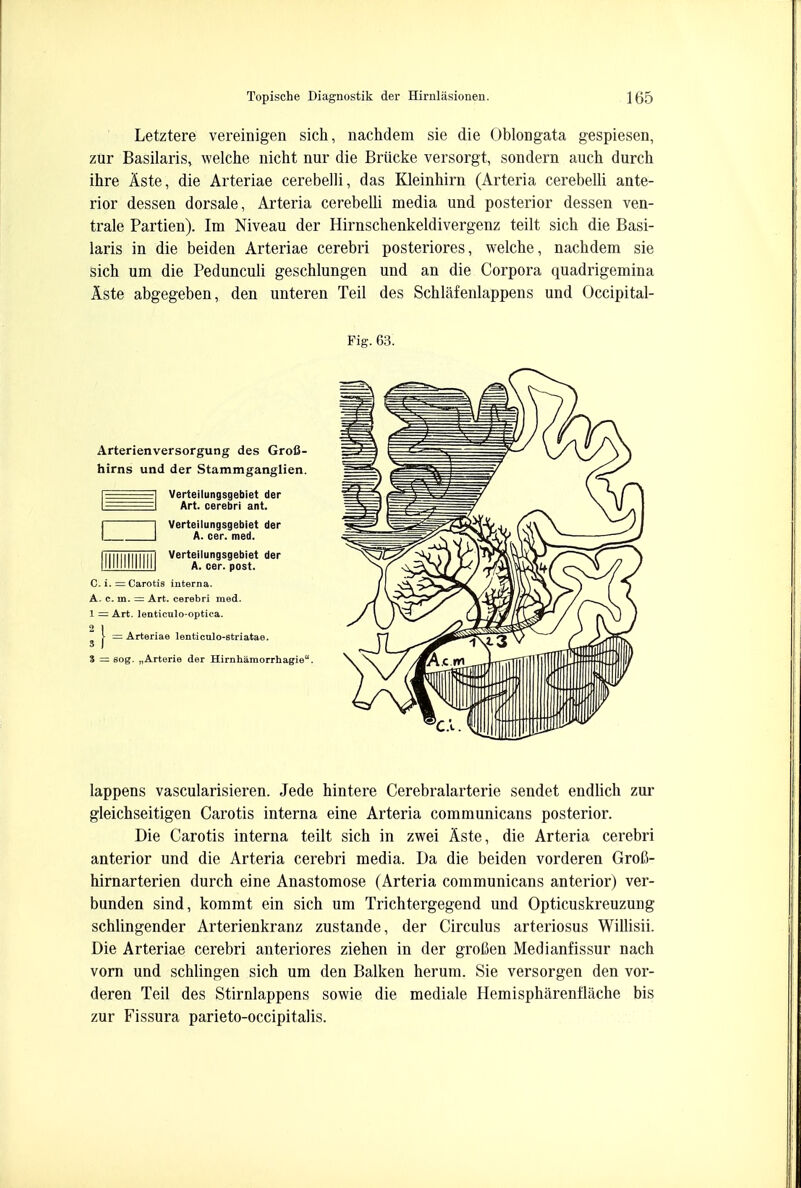 Letztere vereinigen sich, nachdem sie die Oblongata gespiesen, zur Basilaris, welche nicht nur die Briicke versorgt, sondern auch durch ihre Aste, die Arteriae cerebelli, das Kleinhirn (Arteria cerebelli ante- rior dessen dorsale, Arteria cerebelli media und posterior dessen ven- trale Partien). Im Niveau der Hirnschenkeldivergenz teilt sich die Basi- laris in die beiden Arteriae cerebri posteriores, welche, nachdem sie sich um die Pedunculi geschlungen und an die Corpora quadrigemina Aste abgegeben, den unteren Teil des Schlafenlappens und Occipital- Fig. 63. Arterienversorgung des Grofi- hirns und der Stammganglien. UU Ver^Uone9r?9postet ^ . = Carotis interna. in. = Art. cerebri med. Art. lenticulo-optica. = Arteriae lenticulo-striatae. : sog. „Arterie der Hirnhamorrhagi lappens vascularisieren. Jede hintere Cerebralarterie sendet endlich zur gleichseitigen Carotis interna eine Arteria communicans posterior. Die Carotis interna teilt sich in zwei Aste, die Arteria cerebri anterior und die Arteria cerebri media. Da die beiden vorderen Grofi- hirnarterien durch eine Anastomose (Arteria communicans anterior) ver- bunden sind, kommt ein sich um Trichtergegend und Opticuskreuzung schlingender Arterienkranz zustande, der Circulus arteriosus Willisii. Die Arteriae cerebri anteriores ziehen in der grofien Medianfissur nach vorn und schlingen sich um den Balken herum. Sie versorgen den vor- deren Teil des Stirnlappens sowie die mediale Hemisphareni'lache bis zur Fissura parieto-occipitalis.