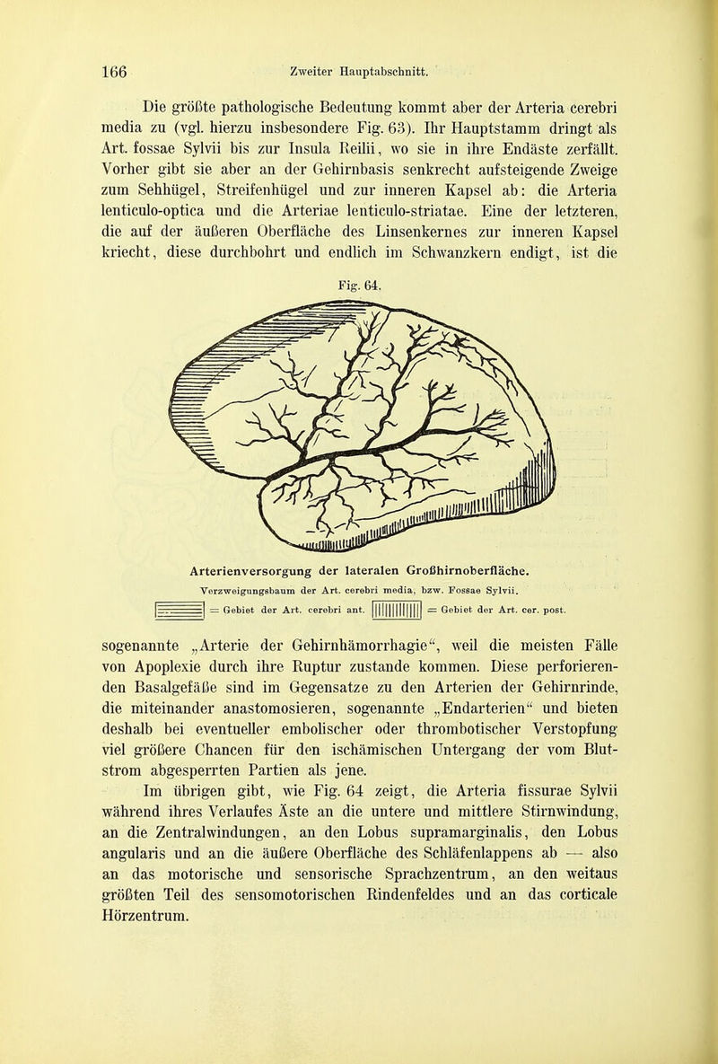 Die grofite pathologische Bedeutung kommt aber der Arteria Cerebri media zu (vgl. hierzu insbesondere Fig. 63). Ihr Hauptstamm dringt als Art. fossae Sylvii bis zur Insula Reilii, wo sie in ihre Endaste zerf allt. Vorher gibt sie aber an der Gehirnbasis senkrecht aufsteigende Zweige zum Sehhiigel, Streifenhiigel und zur inneren Kapsel ab: die Arteria lenticulo-optica und die Arteriae lenticulo-striatae. Eine der letzteren, die auf der aufieren Oberflache des Linsenkernes zur inneren Kapsel kriecht, diese durchbohrt und endlich im Schwanzkern endigt, ist die Fig. 64. Arterienversorgung der lateralen Grofihirnoberflache. Verzweigungsbaum der Art. cerebri media, bzw. Fossae Sylvii. ^1 = Gebiet der Art. cerebri ant. ||||||||||||||| = Gebiet der Art. cer. post. sogenannte „Arterie der Gehirnhamorrhagie, weil die meisten Falle von Apoplexie durch ihre Ruptur zustande kommen. Diese perforieren- den Basalgefalte sind im Gegensatze zu den Arterien der Gehirnrinde, die miteinander anastomosieren, sogenannte „Endarterien und bieten deshalb bei eventueller embolischer oder thrombotischer Verstopfung viel groCere Chancen fiir den ischamischen Untergang der vom Blut- strom abgesperrten Partien als jene. Im iibrigen gibt, wie Fig. 64 zeigt, die Arteria fissurae Sylvii wahrend ihres Verlaufes Aste an die untere und mittlere Stirnwindung, an die Zentralwindungen, an den Lobus supramarginalis, den Lobus angularis und an die aufiere Oberflache des Schlafenlappens ab — also an das motorische und sensorische Sprachzentrum, an den weitaus grbCten Teil des sensomotorischen Rindenfeldes und an das corticale Hbrzentrum.