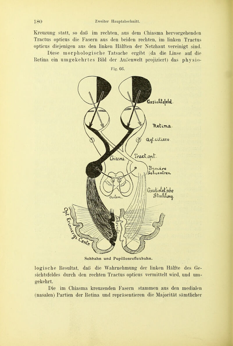 Kreuzung statt, so dafi im rechten, aus deni Chiasma hervorgehenden Tractus opticus die Fasern aus den beiden rechten, im linken Tractus opticus diejenigen aus den linken Half ten der Netzhaut vereinigt sind. Diese morphologische Tatsache ergibt <;da die Linse auf die Retina ein umgekehrtes Bild der AuCenwelt projiziert) das physio- Fig. 66. Sehbahn und Pupillenreflexbahn. logische Resultat, dafi die Wahrnehmung der linken Halfte des Ge- sichtsfeldes durch den rechten Tractus opticus vermittelt wird, und um- gekehrt. Die im Chiasma kreuzenden Fasern stammen aus den medialen (nasalen) Partien der Retina und reprasentieren die Majoritat samtlicher