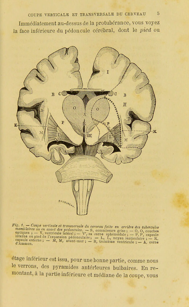 Immédiatement au-dessus de la protubérance, vous voyez la face inférieure du pédoncule cérébral, dont le pied ou étage inférieur est issu, pour une bonne partie, comme nous le verrons, des pyramides antérieures bulbaires. En re- montant, à la partie inférieure et médiane de la coupe, vous