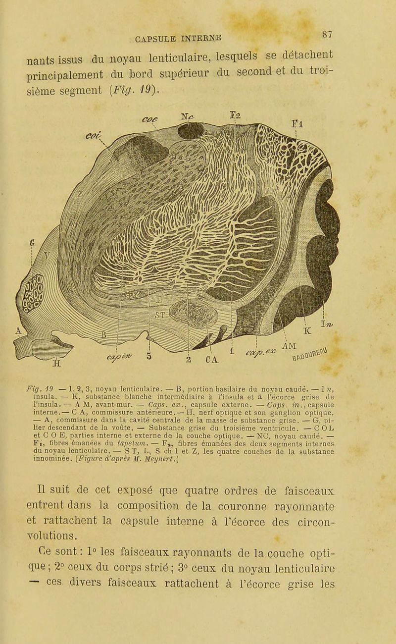 liants issus du noyau lenticulaire, lesquels se détachent principalement du bord supérieur du second et du troi- sième segment [Fig. 19). Fig. 19 — 1, 9, 3, noyau lenticulaire. — B, portion basilaire du noyau caudé. — 1 n, insula. — K, substance blanche intermédiaire il l'insula et à l'écorce grise de l'insula.— A M, avant-mur. — Caps, ex., capsule externe. —Caps, m., capsule interne.— C A, commissure antérieure.— H, nerf optique et son ganglion optique. — A, commissure dans la cavité centrale de la masse de substance grise. — G, pi- lier descendant de la voûte. — Substance grise du troisième ventricule. —COL et C O E, parties interne et externe de la couche optique. —NC, noyau caudé. — Fi, fibres émanées du tapelum. — F», fibres émanées des deux segments internes du noyau lenticulaire.— S T, L, S ch 1 et Z, les quatre couches de la substance innominée. [Figure d'après M. Meynert,] Il suit de cet exposé que quatre ordres .de faisceaux entrent dans la composition de la couronne rayonnante et rattachent la capsule interne à l'écorce des circon- volutions. Ce sont : 1 les faisceaux rayonnants de la couche opti- que ; 2° ceux du corps strié ; 3° ceux du noyau lenticulaire — ces divers faisceaux rattachent à l'écorce grise les