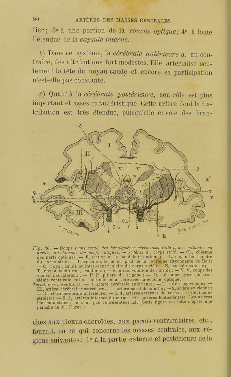 tier ; 3» à une portion de la couche optique ; 4° à toute l'étendue de la capsule interne. 1)) Dans ce système, la cérébrale antérieure a, au con- traire, des attributions fort modestes. Elle artérialise seu- lement la tête du noyau caudé et encore sa participation n'est-elle pas constante. c) Quant à la cérébrale postérieure, son rôle est plus important et assez caractéristique. Cette artère dont la dis- tribution est très étendue, puisqu'elle envoie des bran- 8 Fig. SO. — Coupe transversale des hémisphères cérébraux, faite à un centimètre en arrière du chiasma des nerfs optiques. — Artères du corps strié. — Ch, chiasma des nerfs optiques ; — B, section de la bandelette optique ; — L, noyau lenticulaire du corps strié;— I, capsule interne ou pied de la couronne rayonnante de Reil; — C, noyau caudé ou intra-ventriculaire du corps strié ; — E, capsule externe; — T, noyau taeniforme, avant-mur; — R, circonvolution de l'insula ; — 'V,V, coupe des ventricules latéraux ; — P, P, piliers du trigone ; — 0, substance grise du troi- sième ventricule qui se continue en arrière avec la couche optique. Territoires vasculaires. — T, artère cérébrale antérieure; —II, artère sj'lvienne; — III, artère cérébrale postérieure.—1, artère carotide interne ; —2, artère_ sylvienne; — 3, artère cérébrale antérieure ; — 4, 4, artères externes du corps strié (lenticulo- striées); — 5, 5, artères internes du corps strié (artères lenticulaires). Les artères lenticulo-striées ne sont pas représentées ici. ^Cette figure est faite d'après une planche de M. Duret.) ches aux plexus choroïdes, aux parois ventriculaires, etc., fournit, en ce qui concerne les masses centrales, aux ré- gions suivantes : 1° à la partie externe et postérieure de la