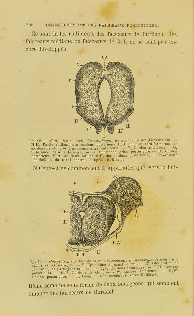 Ce sont là les rudiments des faisceaux de Burdacli ; les faisceaux médians ou faisceaux de Goll ne se sont pas en- core développés. CA ■V- Fip. 69. — Coupe transversale d'un embryon de huit semaines (Grossiss.50). — H,H, Partie saillante des cordons postérieurs H,H, qui plus tard formeront les cordons de Goll. —C,Â, Commissure antérieure. — V, Cordon antérieur. — G, Sdbstance grise antérieure. — G, Substance grise postérieure — H, Cordon postérieur. Entre les deux saillies H,H, des cordons postérieurs, C, représente l'épithélium du canal central (d'après Kôlliker). &) Ceux-ci ne commencent à apparaître que vers la hui- Fig. 70.- Coupe transversale de la moelle cervicale '<»<''''',7('''î,hfi,ïrlfil d^ semaines. (Grossiss, .îd).- E, Epitliéllum du canal central. - h , Obi leral.on ae ce canal, sa partie^poslérieure. - V,V, Cordons antérieurs - H,H, bordons postérieurs. - H.H, Cordons de Goll. - V,W, Racines «mé eu es. - H,W. Racine postérieure. — G, Ganglion intervertébral (d après KolUker;. tième semaine sous forme de deux bourgeons qui semblent émaner des faisceaux de Burdach.