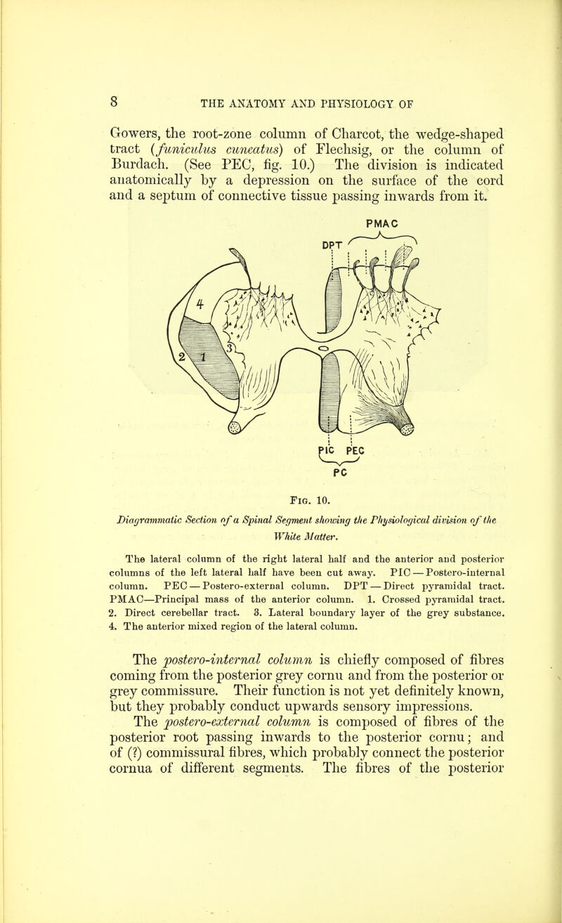 Gowers, the root-zone column of Charcot, the wedge-shaped tract (funiculus cuneatus) of Flechsig, or the column of Burdach. (See PEC, fig. 10.) The division is indicated anatomically by a depression on the surface of the cord and a septum of connective tissue passing inwards from it. PMAC Fig. 10. Diagrammatic Section of a Spinal Segment showing the Physiological division of the White Matter. The lateral column of the right lateral half and the anterior and posterior columns of the left lateral half have been cut away. PIC — Postero-internal column. PEC — Postero-external column. DPT — Direct pyramidal tract. PMAC—Principal mass of the anterior column. 1. Crossed pyramidal tract. 2. Direct cerebellar tract. 3. Lateral boundary layer of the grey substance. 4. The anterior mixed region of the lateral column. The postero-internal column is chiefly composed of fibres coming from the posterior grey cornu and from the posterior or grey commissure. Their function is not yet definitely known, but they probably conduct upwards sensory impressions. The postero-external column is composed of fibres of the posterior root passing inwards to the posterior cornu; and of (?) commissural fibres, which probably connect the posterior cornua of different segments. The fibres of the posterior