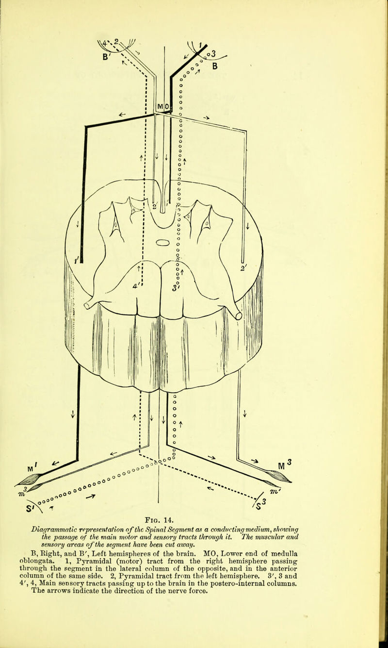 Fig. 14. Diagrammatic representation of the Spinal Segment as a conducting medium, showing the passage of the main motor and sensory tracts through it. The muscular and sensory areas of the segment have been cut away. B, Right, and B', Left hemispheres of the brain. MO, Lower end of medulla oblongata. 1, Pyramidal (motor) tract from the right hemisphere passing through the segment in the lateral column of the opposite, and in the anterior column of the same side. 2, Pyramidal tract from the left hemisphere. 3', 3 and 4', 4, Main sensory tracts passing up to the brain in the postero-internal columns. The arrows indicate the direction of the nerve force.