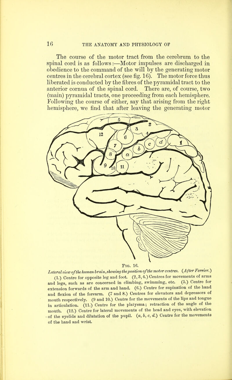 The course of the motor tract from the cerebrum to the spinal cord is as follows :—Motor impulses are discharged in obedience to the command of the will by the generating motor centres in the cerebral cortex (see fig. 16). The motor force thus liberated is conducted by the fibres of the pyramidal tract to the anterior cornua of the spinal cord. There are, of course, two (main) pyramidal tracts, one proceeding from each hemisphere. Following the course of either, say that arising from the right hemisphere, we find that after leaving the generating motor Fig. 16. Lateral view of the human brain, showing the position of the motor centres. {After Ferrier.) (1.) Centre for opposite leg and foot. (2,3,4.) Centres for movements of arms and legs, such as are concerned in climbing, swimming, etc. (5.) Centre for extension forwards of the arm and hand. (6.) Centre for supination of the hand and flexion of the forearm. (7 and 8.) Centres for elevators and depressors of mouth respectively. (9 and 10.) Centre for the movements of the lips and tongue in articulation. (11.) Centre for the platysma; retraction of the angle of the mouth. (12.) Centre for lateral movements of the head and eyes, with elevation . of the eyelids and dilatation of the pupil, (a, b, c, d.) Centre for the movements of the hand and wrist.