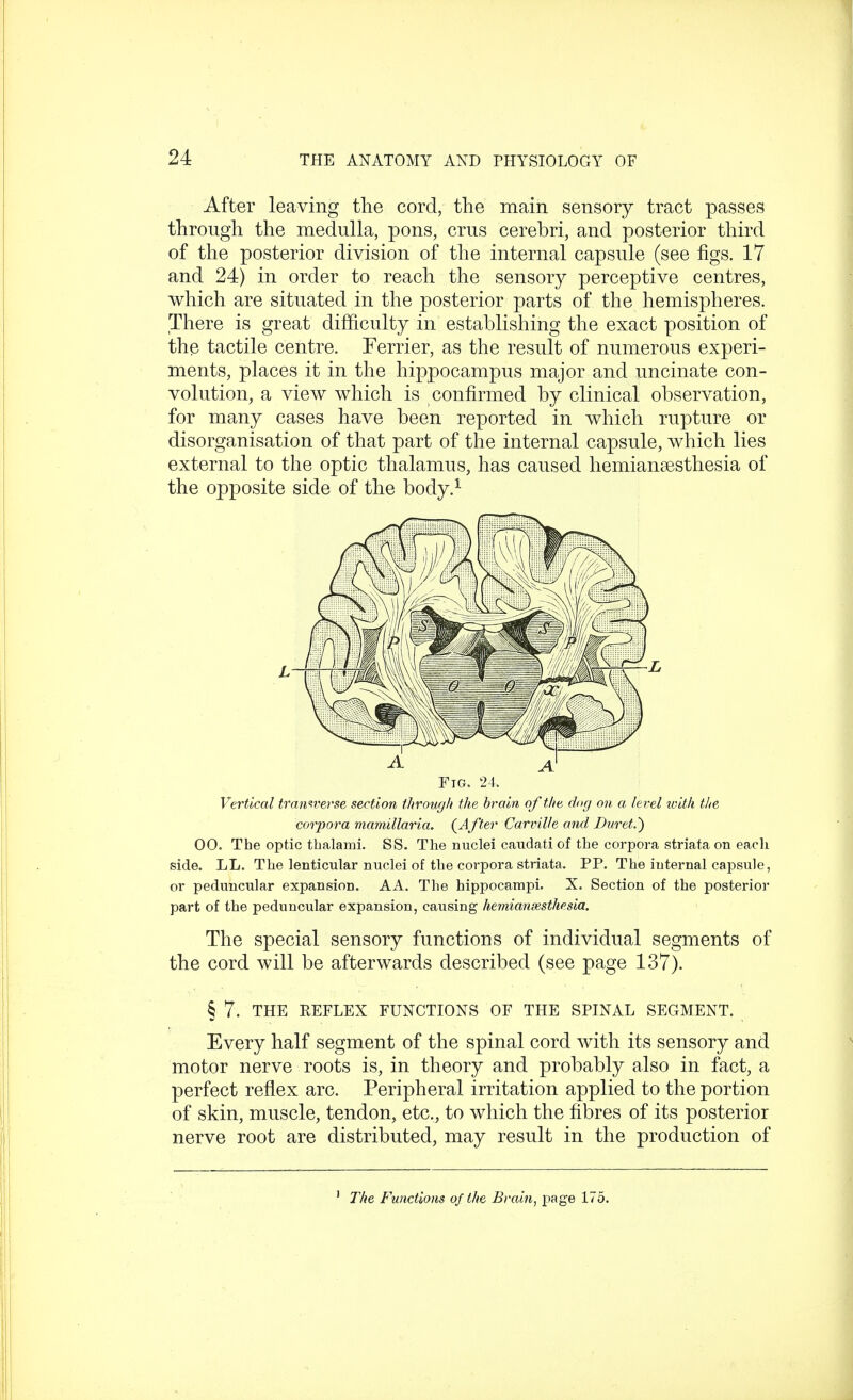 After leaving the cord, the main sensory tract passes through the medulla, pons, crus cerebri, and posterior third of the posterior division of the internal capsule (see figs. 17 and 24) in order to reach the sensory perceptive centres, which are situated in the posterior parts of the hemispheres. There is great difficulty in establishing the exact position of the tactile centre. Ferrier, as the result of numerous experi- ments, places it in the hippocampus major and uncinate con- volution, a view which is confirmed by clinical observation, for many cases have been reported in which rupture or disorganisation of that part of the internal capsule, which lies external to the optic thalamus, has caused hemianesthesia of the opposite side of the body.1 Fig. 24. Vertical transverse section through the brain of the dog on, a level with the corpora mamillaria. {After Carville and Buret.') 00. The optic tbalami. SS. The nuclei caudati of the corpora striata on each side. LL. The lenticular nuclei of the corpora striata. PP. The internal capsule, or peduncular expansion. AA. The hippocampi. X. Section of the posterior part of the peduncular expansion, causing hemianesthesia. The special sensory functions of individual segments of the cord will be afterwards described (see page 137). § 7. THE REFLEX FUNCTIONS OF THE SPINAL SEGMENT. Every half segment of the spinal cord with its sensory and motor nerve roots is, in theory and probably also in fact, a perfect reflex arc. Peripheral irritation applied to the portion of skin, muscle, tendon, etc., to which the fibres of its posterior nerve root are distributed, may result in the production of The Functions of the Brain, page 175.