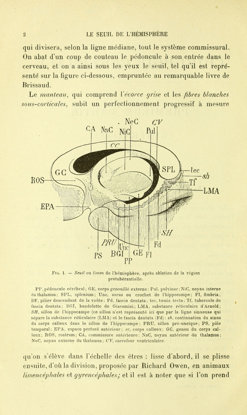 qui divisera, selon la ligne mediane, tout Je systeme commissural. On abat d'un coup de couteau le pedoncule a son entree dans le cerveau, et on a ainsi sous les yeux le seuil, tel qu'il est reprd- sentd sur la figure ci-dessous, empruntee au remarquable livre de Brissaud. Le manteau^ qui comprend Mecorce grise et les fibres blanches sous-corticales^ subit un perfectionnement progressif a mesure . NeG CV CA NaC NIC f\il PS BGl^ Fig. 1. — Seuil ou limen le rh(5misphfere, aprfes ablation de la region protub^rantielle. PP, pedoncule cerebral; GE, corps genouill6 externa; Pul, pulvinar; NiC, noyau interne du thalamus; SPL, splenium; Unc, uncus ou crochet de I'hippocampe; FI, fimbria; DF, pilier descendant de la voute; Fd, fascia dentata; tec, taenia tecta; Tf, tubercule du fascia dentata; BGI, bandelette de Giacomini; LMA, substance reticulaire d'Arnold; SH^ sillon de I'hippocampe (ce sillon n'est repr^sente ici que par la ligne sinueuse qui s6pare la substance reticulaire (LMA) et le fascia dentata (Fd): sh, continuation du sinus du corps calleux dans le sillon de I'hippocampe; PRU, sillon pre-uncique; PS, pole temporal; EPA, espace perfor6 anterieur; cc, corps calleux; GC, genou du corps cal- leux; ROS, rostrum; CA, commissure anterieure; NaC, noyau anterieur du thalamus; NeC, noyau externe du thalamus; CY, carrefour ventriculaire. qu'on s'eleve dans Fechelle des Mres : lisse d'abord, 11 se plisse ensuite, d'ou la division, proposee par Richard Owen, en animaux lissencephales et gyrencephales; et il est a noter que si Ton prend