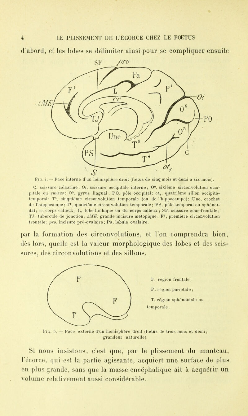 d'abord, et les lobes se delimiter ainsi pour se compliquer ensuitc SF ■ pro Fig. i. — Face interne d'un hemisphfere droit (foetus de cinq mois et demi k six mois). C, scissure calcarine; Oi, scissure occipitale interne; O^, sixifeme circonvolutiou occi- pitale ou cimeus; O*, g3TUs lingual; PO, pole occipital; 0^4, quatrifeme sillon occipito- temporal; T^, cinquifeme circonvolutiou teniporale (ou de I'hippocampe); Unc, crochet de I'hippocampe; T*, quatrifeme circonvolution temporale; PS, pole temporal ou sphenoi- dal; cc, corps calleux; L, lobe limbique ou du corps calleux ; SF, scissure sous-frontale; TJ, tubercule de jonction; sME, grande incisure m^topique; Fl, premifere circonvolution frontale; pro, incisure pre-ovalaire; Pa, lobule ovalaire. par la formation des circonvolutions, et Ton comprendra bien, des lors, quelle est la valeur morphologique des lobes et des scis- sures, des circonvolutions et des sillons. F, region frontale; P. region pari(5tale ; T, region sphenoidale ou temporale. Fig. 5. — Face externe d'un hemisphfere droit (foetus de trois mois et demi; grandeur naturelle). Si nous insistons, c'est que, par le plissement du manteau, Fecorce, qui est la partie agissante, acquiert une surface de plus en plus grande, sans que la masse encephalique ait a acquerir un volume relativement aussi considerable.