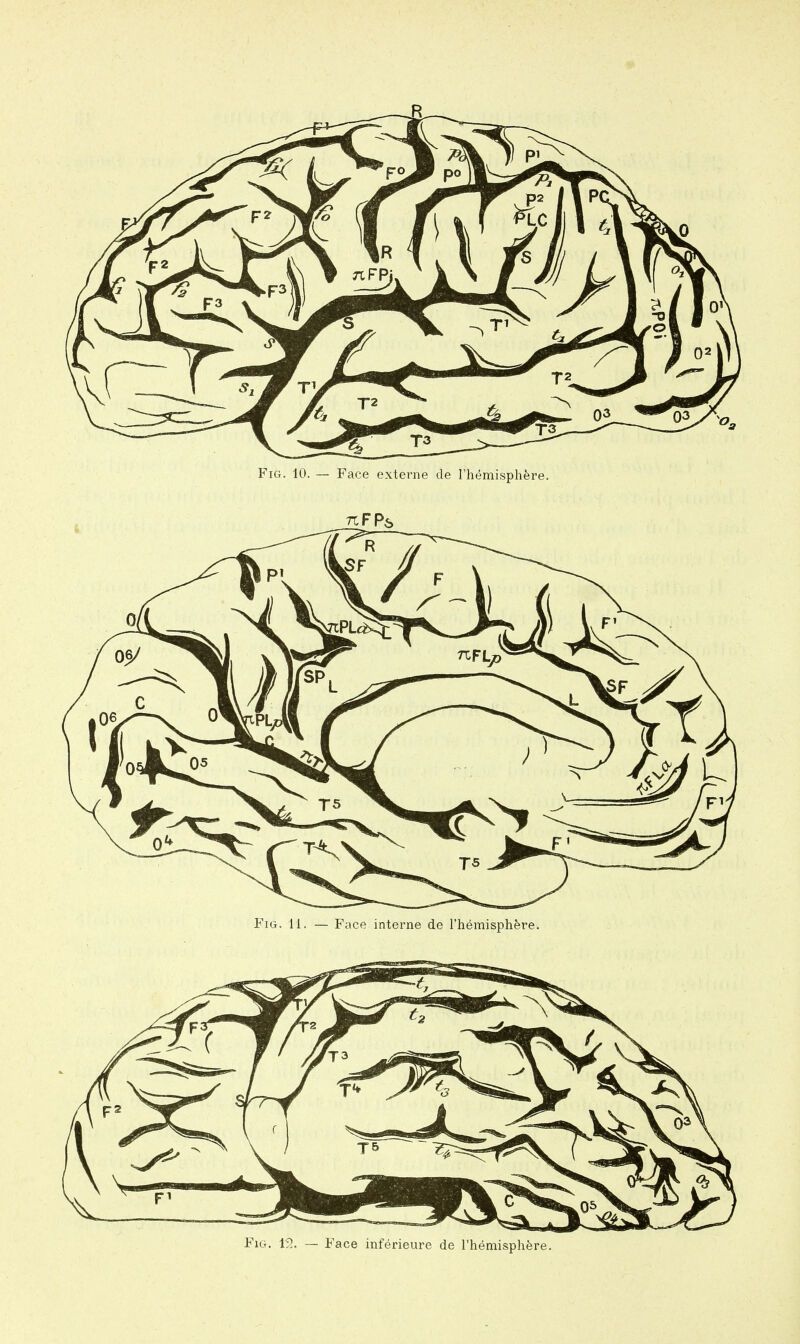 Fig. 19.. — Face inferieure de Themisphfere.