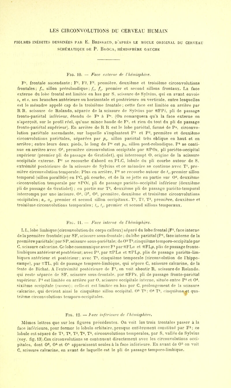 LES CIRGONVOLUTIONS DU CERVEAU HUMAIN FIGLRES INEDITES DESSINEES PAR E. BrISSAUD, d'aPRES LE MOULE ORIGINAL DU CERVEAU SCHEMATIQUE L)E P. BuOCA, HEMISPHERE GAUCHE Fig. 10. — Face extenie de rhemisphere. frontale ascendante; F2, F'*. premifere, deuxifeme et troisifeme circoQvolutions frontales; fo, sillon pr^rolandique;/',, f-^, premier et second sillons frontaux. La face externe du lobe frontal est limitee en has par S, scissure de Sylvius, qui en avant envoie ets, ses branches ant6rieure ou horizontale et post^rieure ou verticale, entre lesquelles est le m^andre appel«i cap de la troisifeme frontale; cette face est limitee en arrifere par R R, scissure do Rolando, s^part^e de la scissure de Sylvius par TcFP?, pli de passage fronto-pari6tal inf6rieur, 6tendu de ¥ k P. (On remarquera qn'k la face externe on n'apercoit, sur le profil r6el, qu'une mince bande de F', et rien du tout du pli de passage fronto-paridtal sup^rieur). En arrifere de R R est le lobe pariiital, form6 de Po, circonvo- lution paridtale ascendante, sur laquelle s'implantent P^ et P-, premifere et deuxifeme circonvolutions parit^tales, s^par(5es par p^, sillon parietal trfes oblique en haut et en arrifere; entre leurs deux piods, le long de P est j^o, sillon post-rolandique. P* se conti- nue en arrifere avec O', premifere circonvolution occipitalo par TiPOs, pli pari6to-occipital sup^rieur (premier pli de passage de Gratiolet), qui interrompt O, origine de la scissure occipitale externe. P- se recourbe d'abord en PLC, lobule du pli courbe autour de S, extr6mit6 posterieure de la scissure de Sylvius et ce m^andre se continue avec T', pre- mifere circonvolution temporale. Plus en arrifere, P- se recourbe autour de f,, premier sillon temporal (sillon parallfele) en PC, pli courbe, et de la se jette en partie sur O-, deuxifeme circonvolution temporale par txPOj, pli de passage parieto-occipital inf(^rieur (deuxifeme pli de passage de Gratiolet) ; en partie sur T-, deuxifeme pli de passage parieto-temporal interrompu par une incisure. O', 0-, O^, premifere, deuxifeme et troisifeme circonvolutions occipitales; o^, o^, premier et second sillon occipitaux. T', T^, T^, premifere, deuxifeme et troisifeme circonvolutions temporales; t,^, premier et second sillons temporaux. Fig. li. — Face interne de Vhemisphere. L L, lobe limbique (circonvolution du corps calleux) s6par6 du lobe frontal (F*, face interne de la premifere frontale) par SF, scissure sous-frontale ; duloToe parietal (P', face interne de la premifere pari^tale) par SP,scissure sous-pari^tale; de 0»T^,cinquifeme temporo-occipitalepar C, scissure calcarine. Ge lobe communique avec F' par TcFLa et uFLp, plis de passage fronto- linibiques ant^rieuretpost^rieur; avec P', par TiPLa et TtPL/), plis de passage pari6to-lim- biques ant(^rieur et posterieur; avec T^, cinquifeme temporale (circonvolution de I'hippo- campe), par nTL, pli de passage temporo-limbique, qui S(^pare C, scissure calcarine, de la fente de Bichat. A I'extremitd posterieure de F*, on voit aboutir R, scissure de Rolando, qui restc s^pariie de SF, scissure sous-frontale, par TiFPs, pli de passage fronto-pari^tal sup^rieur. P* est limitee en arrifere par O, scissure occipiiale interne, situ(^e entre P' et O^. sixifeme occipitale [cuneus); celle-ci est limitee en bas par C, prolongement de la scissure calcarine, qui devient ainsi le cinquifeme sillon occipital. 0* ; O* T*, cinquifeine^et qua- trieme circonvolutions ternporo-occipitales. Fig. 12. — tace inferieure de Chemisphere. Memes lettres que sur les figures prec^dentes. On voit les trois frontales passer i la face infc-rieure, pour former le lobule orbitaire,presque entifereraent constitud par F-; ce lobule ests6par6 de TS T*, T^, T*, T^, circonvolutions temporales, par S, vallde de Sylvius (voy. fig. 13).Ges circonvolutions se continuant directement avec les circonvolutions occi- pitales, dont 03, 0* et O* apparaissent seules k la face inferieure. En avant de O^ on voit C, scissure calcarine, en avant de laquelle est le pli de passage temporo-limbique.