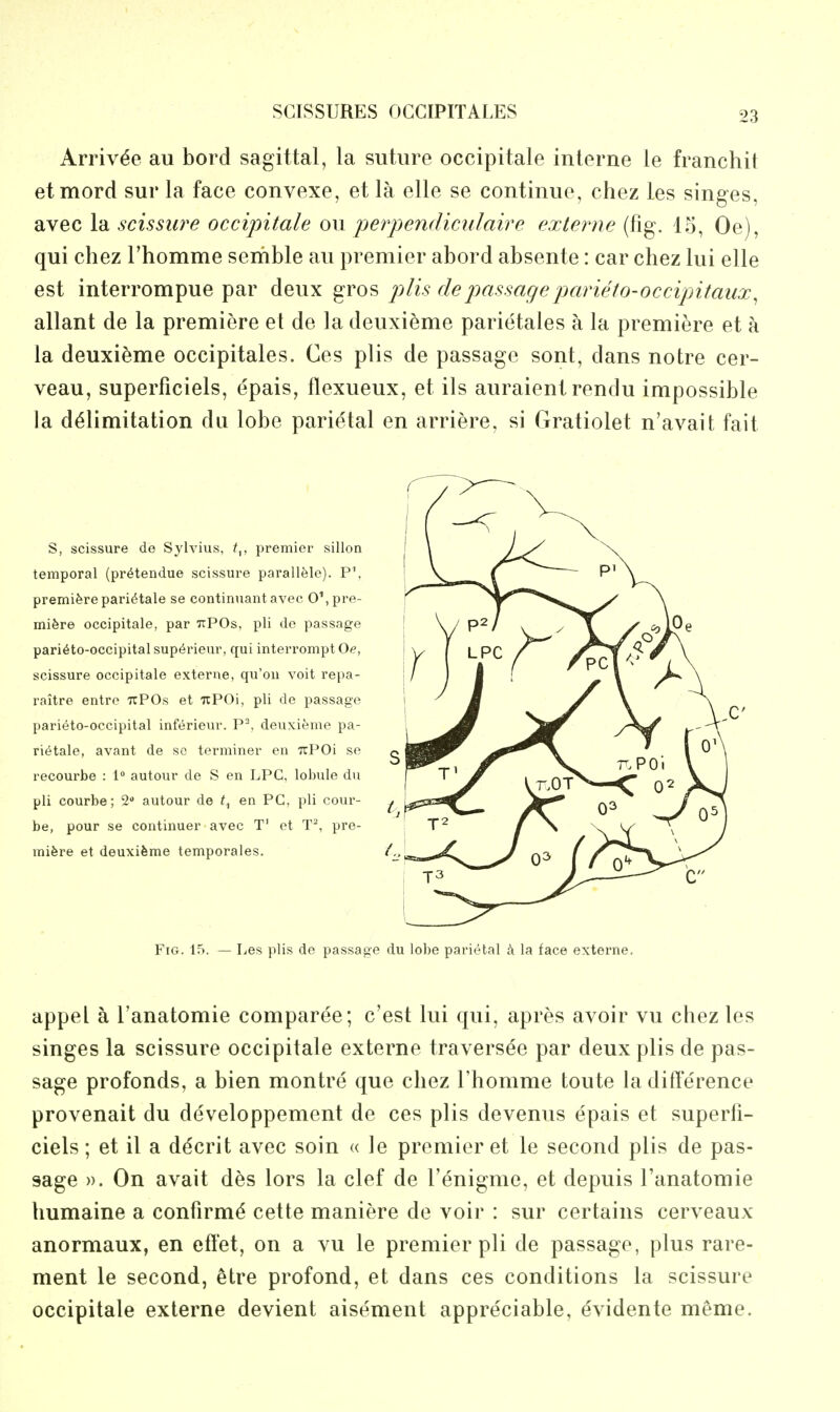 Arriv^e au bord sagittal, la suture occipitale interne le franchit et mord sur la face convexe, et la elle se continue, chez les singes, avec la scissiire occipitale ou perpendiculaire exlerne (fig. 15, Oe), qui chez Thomme seriible au premier abord absente: car chez lui elle est interrompue par deux gros plis clepassagepctrieto-occipitaiix^ allant de la premiere et de la deuxieme parietales a la premiere et a la deuxieme occipitales. Ces plis de passage sont, dans notre cer- veau, superficiels, epais, flexueux, et ils auraient rendu impossible la delimitation du lobe parietal en arriere, si Gratiolet n'avait fait S, scissure de Sylvius, premier sillon temporal (pr^tendue scissure parallfele). P\ premiferepari^tale se continuant avec 0\ pre- miere occipitale, par TtPOs, pli de passage pari^to-occipital sup^rieur, qui interrompt Oe, scissure occipitale externe, qu'ou voit repa- raitre entro uPOs et uPOi, pli de passage parieto-occipital inf^rieur. P^, deuxifeme pa- rietale, avant de sc terminer en TvPOi se recourbe : 1 autour de S en LPC, lobule du pli courbe; 2 autour de en PC, pli cour- be, pour se continuer avec T' et T^, pre- miere et deuxifeme temporales. Fig. 15. — Les plis de passage du lobe parietal k la face externe. appel a I'anatomie comparee; c'est lui qui, apres avoir vu chez les singes la scissure occipitale externe traversee par deux plis de pas- sage profonds, a bien montre que chez I'homme toute la difference provenait du developpement de ces plis devenus epais et superfi- ciels ; et il a d^crit avec soin « le premier et le second plis de pas- sage ». On avait des lors la clef de I'enigme, et depuis I'anatomie humaine a confirm^ cette maniere de voir : sur certains cerveaux anormaux, en eft'et, on a vu le premier pli de passage, plus rare- ment le second, etre profond, et dans ces conditions la scissure occipitale externe devient aisement appreciable, evidente meme.