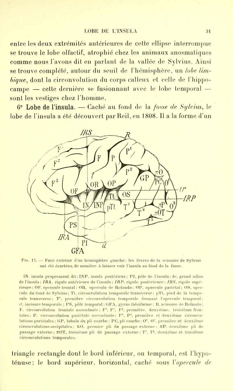 entre les deux extremites anterieures de cette ellipse interrompue se trouve le lobe olfactif, atrophic chez les animaux anosmatiques comme nous Tavons dit en parlant de la vallee de Sylvius. Ainsi se trouve complete, autour du seuil de rhemisphere, un lobe lim- bique^ dont la circonvolulion du corps calleux et celle de I'hippo- campe — cette derniere se fusionnant avec le lobe temporal — sont les vestiges chez I'homme. 6° Lobe de I'insula. — Cache au fond de la fosse de Sylvius, le lobe de Tinsula a ete decouvert par Reil, en 1808. II a la forme d'un Fig. 17. — Face exterue d'un hemisphere gauche; les levres de la scissure de Sylvius ont ete ecarWes, de manifere k laisser voir I'insula au fond de la fosse. IN; insula proprement dit;INP, insula postdrieur; PI, pole de I'insula; br, grand sillon de I'insula ; IRA, rigole anterieure de I'insula; IRP, rigole posterieure ; IRS, vigole supe- rieure; OF. opercule frontal; OR, opercule de Rolando; OP, opercule parietal; OS, oper- cule du fond de Sylvius; Tt, circouvolution temporale transverse ; pTt, pied de la tempo- rale transverse; T\ premiere circouvolution temporale formant I'opercule temporal; it, incisure temporale ; PS, pole temporal; GFA, gyrus falcifornie ; R, scissure de Rolando ; F, circouvolution frontale ascendante ; F\ F-, F^', premiere, deuxifeme, troisifeme fron- tales; P, circouvolution parictalc ascendante: P\ P^, premifere et deuxifeme circonvo- lutions parietales; GP, lobule du pli coiirbe ; PC, pli courhe; 0\ O, premifere et deuxifeme circonvolutions occipitales; TlO, premier pli de passage externe ; ttP, deuxifeme pli de passage externe ; TuOT, troisieme pli de passage externe ; T-, T^, deuxifeme et troisifeme circonvolutions temporales. triangle rectangle dont le bord inferieur, ou temporal, est I'hypo- t^nuse; le bord superieur, horizontal, cache sous Vopercule de