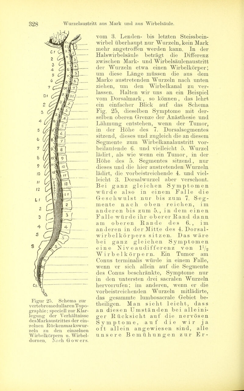 Figur 25. Schema zur vertebromedullaren Topo- graphie; speciell zur Klar- legung der Verhaltnisse desMarkaustrittes der ein- zelnen Riickenmaikswur- zeln zu den einzelnen Wirbelkorpern u. Wirbel- dornen. Kach Gowers. vom 3. Lenden- bis letzten Steissbein- wirbel iiberhaupt nnr Wurzeln, kein Mark mehr angetroffen werden kann. In der Halswirbelsaule betragt die Differenz zwischen Mark- und Wirbelsaulenaustritt der Wurzeln etwa einen Wirbelkorper; urn diese Lange miissen die aus dem Marke austretenden Wurzeln nacli unten ziehen, um den Wirb elk anal zu ver- lassen. Halten wir uns an ein Beispiel vom Dorsalmark, so konnen , das lehrt ein einfacher Blick auf das Schema Fig. 25, dieselben Symptome mit der- selben oberen Grenze der Anasthesie und Lahmung entstehen, wenn der Tumor, in der Hohe cles 7. Dorsalsegmentes sitzencl, dieses und zugleich die an diesem Segmente zum Wirbelkanalaustritt vor- beilaufende 6. und vielleieht 5. Wurzel ladirt, als wie wenn ein Tumor, in der Hohe des 5. Segmentes sitzend, nur dieses und die hier austretenden Wurzeln ladirt, die vorbeistreichende 4. und viel- leieht 3. Dorsalwurzel aber verschont. Bei ganz gleichen Symptomen wlirde also in einem Falle die Geschwulst nur bis zum 7. Seg- mente nach oben reichen, im anderen bis zum 5., in dem einen Falle wtirde ihr obererRand dann am oberen Rande des 6., im anderen in der Mitte des 4. Dorsal- wirbelkorpers sitzen. Das ware bei ganz gleichen Symptomen eine N i v e au di f f er enz von 172 Wirb elkorpern. Ein Tumor am Conus terminalis wurde in einem Falle, wenn er sich allein auf die Segmente des Conus beschrankte, Symptome nur in den untersten drei sacral en Wurzeln hervorrufen; im anderen, wenn er die vorbeistreichenden Wurzeln mitladirte, das gesammte lumbosacrale Gebiet be- theiligen. Man sieht leicht, dass an diesen Umstanden bei alleini- ger Rj tick sich t auf die nervosen Symptome, auf die wir ja oft allein angewiesen sind, alle unsere B e m ii h u n g e n zur Er-