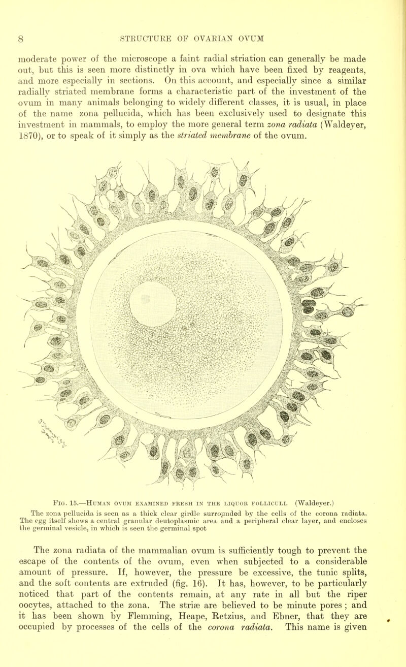 moderate power of the microscope a faint radial striation can generally be made out, but this is seen more distinctly in ova which have been fixed by reagents, and more especially in sections. On this account, and especially since a similar radially striated membrane forms a characteristic part of the investment of the ovum in many animals belonging to widely different classes, it is usual, in place of the name zona pellucida, which has been exclusively used to designate this investment in mammals, to employ the more general term zona radiata (Waldeyer, 1870), or to speak of it simply as the striated membrane of the ovum. Fig. 15.—Human ovum examined fresh in the liquor folliculi. (Waldeyer.) The zona pellucida is seen as a thick clear girdle surrounded by the cells of the corona radiata. The egg itself shows a central granular deutoplasmic area and a peripheral clear layer, and encloses the germinal vesicle, in which is seen the germinal spot The zona radiata of the mammalian ovum is sufficiently tough to prevent the escape of the contents of the ovum, even when subjected to a considerable amount of pressure. If, however, the pressure be excessive, the tunic splits, and the soft contents are extruded (fig. 16). It has, however, to be particularly noticed that part of the contents remain, at any rate in all but the riper oocytes, attached to the zona. The striae are believed to be minute pores ; and it has been shown by Flemming, Heape, Retzius, and Ebner, that they are occupied by processes of the cells of the corona radiata. This name is given