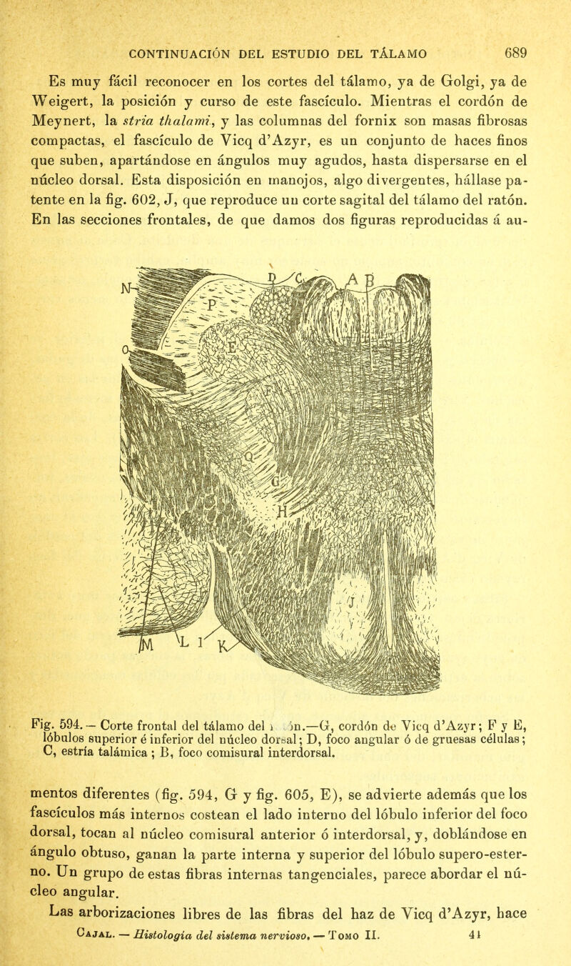 Es muy facil reconocer en los cortes del t&lamo, ya de Golgi, ya de Weigert, la posicion y curso de este fascicule-. Mientras el cordon de Meynert, la stria thalami, y las columnas del fornix son masas fibrosas compactas, el fasciculo de Vicq d'Azyr, es un conjunto de haces finos que suben, apartandose en angulos muy agudos, hasta dispersarse en el nucleo dorsal. Esta disposicion en manojos, algo divergentes, hallase pa- tente en la fig. 602, J, que reproduce uu corte sagital del talamo del raton. En las secciones frontales, de que damos dos figuras reproducidas a au- Fig. 594. - Corte frontal del talamo del i in.—G, cordon de Vicq d'Azyr; F y E, 16bulos superior e inferior del nucleo dorsal; D, foco angular 6 de gruesas celulas; C, estria talamica ; B, foco comisural interdorsal. mentos diferentes (fig. 594, G y fig. 605, E), se advierte ademas que los fasciculos mas internos costean el lado interno del lobulo iuferior del foco dorsal, tocan al nucleo comisural anterior 6 interdorsal, y, doblandose en angulo obtuso, ganan la parte interna y superior del lobulo supero-ester- no. Un grupo de estas fibras internas tangenciales, parece abordar el nu- cleo angular. Las arborizaciones libres de las fibras del haz de Vicq d'Azyr, hace Cajal. — Histologics del sistema nervioso, — Tomo II. 41