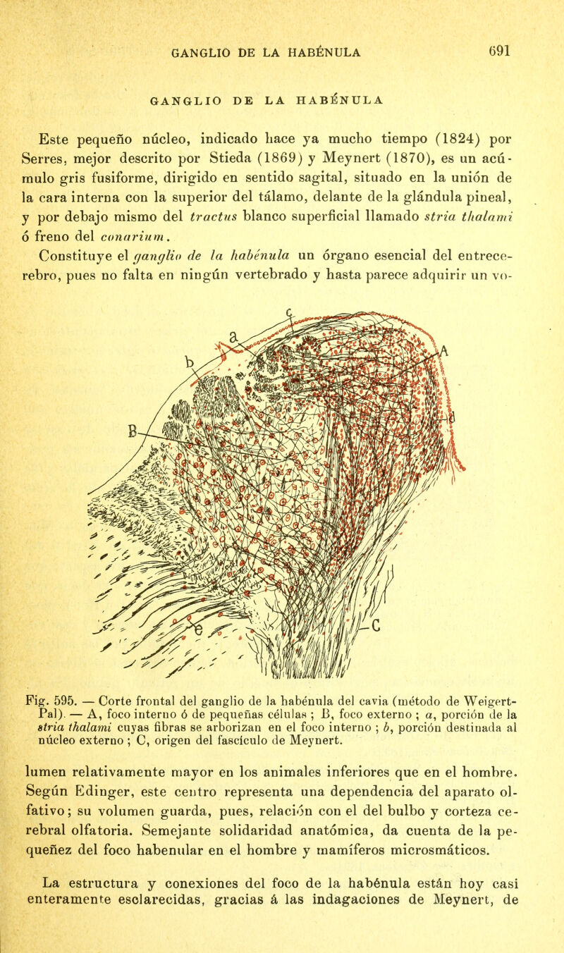 GANGLIO DE LA HABENULA Este pequeno nucleo, indicado liace ya mucho tiempo (1824) por Serres. mejor descrito por Stieda (1869) y Meynert (1870), es un acu- rnulo gris fusiforme, dirigido en sentido sagital, situado en la union de la cara interna con la superior del talamo, delante de la glandula pineal, y por debajo mismo del tractus bianco superficial llamado stria tlialami 6 freno del conarium. Constituye el ganglio de la habenula un organo esencial del entrece- rebro, pues no falta en ningun vertebrado y hasta parece adquirir un vo- Fig. 595. — Corte frontal del ganglio de la habenula del cavia (inetodo de Weigert- Pal). — A, foco interno 6 de pequenas celulas ; B, foco externo ; a, porcion de la stria thalami cuyas fibras se arborizan en el foco interno ; b, porcion destinada al nucleo externo ; C, origen del fasciculo de Meynert. lumen relativamente mayor en los animales inferiores que en el hombre. Segun Edinger, este centro representa una dependencia del aparato ol- fativo; su volumen guarda, pues, relacion con el del bulbo y corteza ce- rebral olfatoria. Semejante solidaridad anatomica, da cuenta de la pe- quenez del foco habenular en el hombre y mamiferos microsmaticos. La estructura y conexiones del foco de la habenula estan hoy casi enteramente esolarecidas, gracias a las indagaciones de Meynert, de