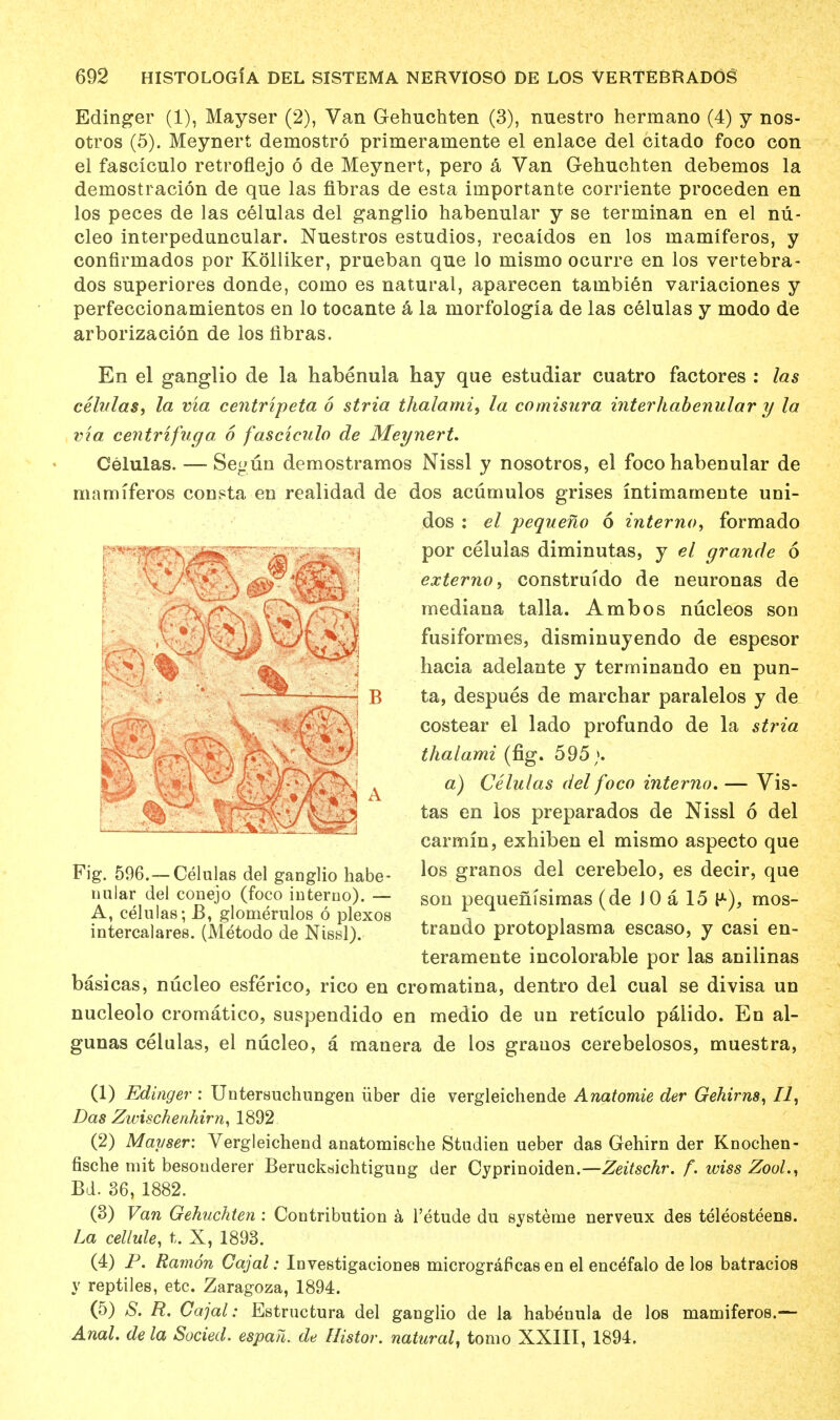 Edinger (1), Mayser (2), Van Gehuchten (3), nuestro hermano (4) y nos- otros (5). Meynert deniostro primeraniente el enlace del citado foco con el fasciculo retroflejo 6 de Meynert, pero a Van Gehuchten debemos la demostracion de que las flbras de esta iniportante corriente proceden en los peces de las celulas del ganglio habenular y se terminan en el nu- cleo interpeduncular. Nuestros estudios, recaidos en los mamiferos, y confirniados por Kolliker, prueban que lo mismo ocurre en los vertebra - dos superiores donde, corno es natural, aparecen tainbien variaciones y perfeccionamientos en lo tocante a la niorfologia de las celulas y modo de arborizacion de los iibras. En el ganglio de la habenula hay que estudiar cuatro factores : las celulas, la via centripeta 6 stria thalami, la comisura interhabenular y la via centrtfuga, 6 fasciculo de Meynert. Celulas. — Se»un demostramos Nissl y nosotros, el foco habenular de mamiferos consta en realidad de dos acumulos grises intimamente uni- dos : el pequeno 6 interna, formado por celulas diminutas, y el grande 6 externo, construido de neuronas de mediana talla. Ambos nucleos son fusiformes, disminuyendo de espesor hacia adelante y terminando en pun- ta, despues de marchar paralelos y de costear el lado profundo de la stria thalami (fig. 595;. a) Celulas del foco interna. — Vis- tas en los preparados de Nissl 6 del carmin, exhiben el mismo aspecto que los granos del cerebelo, es decir, que son pequefiisimas (de J 0 a 15 mos- trando protoplasma escaso, y casi en- teramente incolorable por las anilinas basicas, nucleo esferico, rico en cromatina, dentro del cual se divisa un nucleolo cromatico, suspendido en medio de un reticulo palido. En al- gunas celulas, el nucleo, a manera de los granos cerebelosos, muestra, (1) Edinger : Untersuchungen iiber die vergleichende Anatomie der Gehirns, II, Das Zwischenhim, 1892 (2) Mayser: Vergleichend anatomische Studien ueber das Gehirn der Knochen- fische mit besonderer Beruck«ichtigung der Cyprinoiden.—Zeitschr. f. wiss ZooL, Bd. 36, 1882. (3) Van Gehuchten : Contribution a l'etude du systeme nerveux des teleosteens. La cellule, t. X, 1893. (4) P. Ramon Cajal: Iovestigaciones micrograficas en el encefalo de los batracios y reptiles, etc. Zaragoza, 1894. (5) S. R. Cajal: Estrnctura del ganglio de la habenula de los mamiferos.— Anal, dela Socied. espati. de Histor. natural, tomo XXIII, 1894. Fig. 596.—Celulas del ganglio habe- nular del conejo (foco interno). — A, celulas; B, glomerulos 6 plexos intercalares. (Metodo de Nissl).