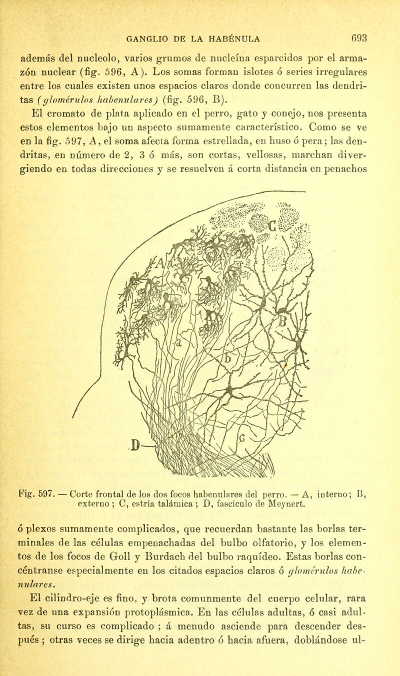 ademas del Ducleolo, varios grumos de nucleina esparcidos por el arma- zon nuclear (fig. 596, A). Los somas forman islotes 6 series irregulares entre los cuales existen unos espacios claros donde coucurren las dendri- tas (glomerulos habenulares) (fig. 596, B). El cromato de plata aplicado en el perro, gato y conejo, nos presenta estos elementos bajo un aspecto sumamente caracteristico. Como se ve en la fig. 597, A, el soma afecta forma estrellada, en huso 6 pera; las den- dritas, en numero de 2, 3 6 mas, son cortas, vellosas, marchan diver- giendo en tod as direcciones y se resuelven a corta distancia en penachos Fig. 597. — Corte frontal de los dos focos habenulares del perro. — A, interno; B, externo ; C, estria talamica ; D, fasciculo de Meynert. 6 plexos sumamente complicados, que recuerdan bastante las borlas ter- minales de las celulas empeuachadas del bulbo olfatorio, y los elemen- tos de los focos de Goll y Burdach del bulbo raquideo. Estas borlas con- centranse especialmente en los citados espacios claros 6 glomerulos habe- nulares. El cilindro-eje es fino, y brota comunmente del cuerpo celular, rara vez de una expansion protoplasmica. En las celulas adultas, 6 casi adul- tas, su curso es complicado ; a menudo asciende para descender des- pues ; otras veces se dirige hacia adentro 6 hacia afuera, doblandose ul-