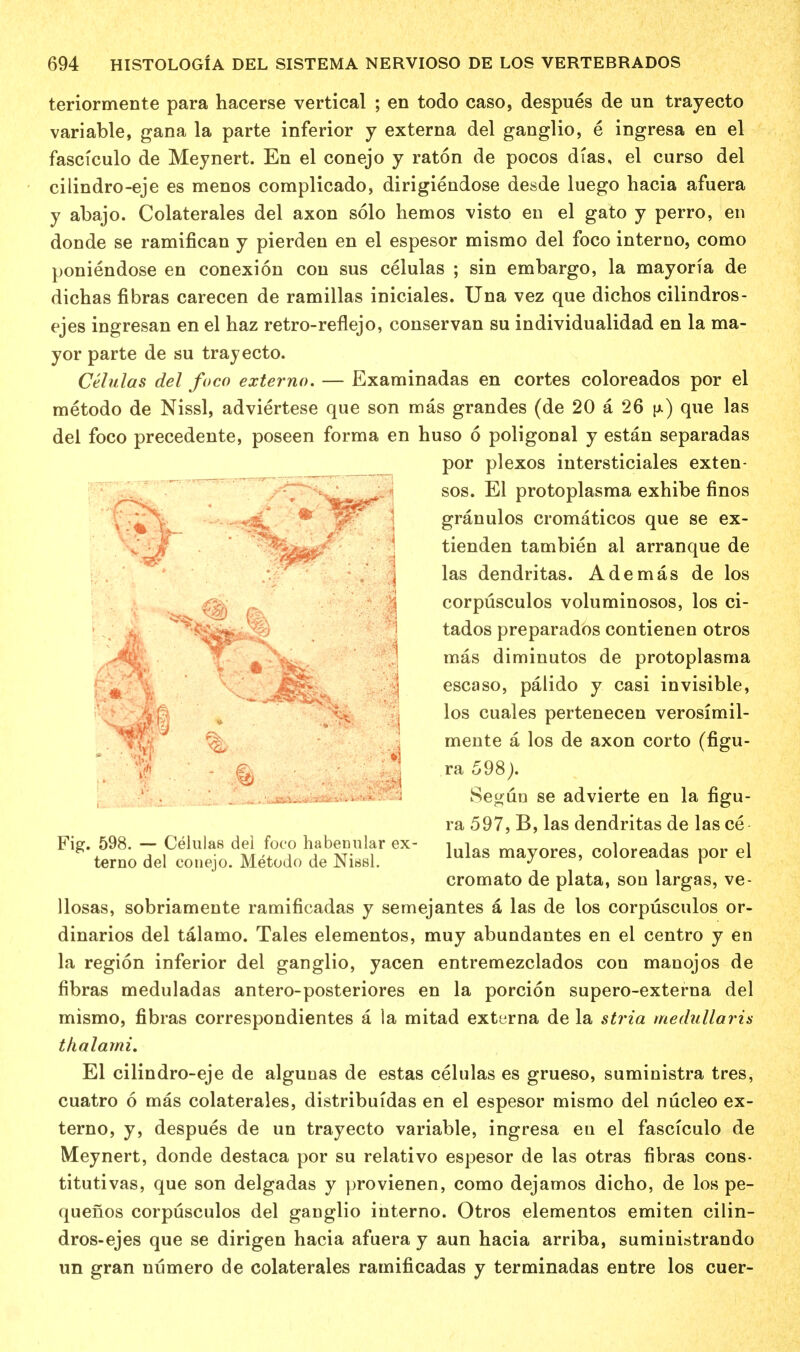 teriormente para hacerse vertical ; en todo caso, despues de un trayecto variable, gana la parte inferior y externa del ganglio, e ingresa en el fascicule- de Meynert. En el conejo y raton de pocos dias, el curso del cilindro-eje es menos complicado, dirigiendose desde luego hacia afuera y abajo. Colaterales del axon solo hemos visto en el gato y perro, en donde se ramifican y pierden en el espesor mismo del foco interno, como poniendose en conexion con sus celulas ; sin embargo, la may on a de dichas fibras carecen de ramillas iniciales. Una vez que dichos cilindros- ejes ingresan en el haz retro-reflejo, conservan su individualidad en la ma- yor parte de su trayecto. Celulas del foco externo. — Examinadas en cortes coloreados por el metodo de Nissl, adviertese que son mas grandes (de 20 a 26 (j.) que las del foco precedente, poseen forma en huso 6 poligonal y estan separadas por plexos intersticiales exten- sos. El protoplasma exhibe finos granulos cromaticos que se ex- tienden tambien al arranque de las dendritas. Ademas de los corpusculos voluminosos, los ci- ^§Si^!P? tados preparados contienen otros mas diminutos de protoplasma escaso, palido y casi invisible, los cuales pertenecen verosimil- mente a los de axon corto (figu- . ^ ra 598). Se^un se advierte en la figu- ra 597, B, las dendritas de las ce ^^if^&SS&sSS. 6X lulas ^ores, cdoreadas por el cromato de plata, son largas, ve- Uosas, sobriamente ramificadas y semejantes a las de los corpusculos or- dinarios del talamo. Tales elementos, muy abundantes en el centro y en la region inferior del ganglio, yacen entremezclados con manojos de fibras meduladas antero-posteriores en la porcion supero-externa del mismo, fibras correspondientes a la mitad externa de la stria medullar is tlialami. El cilindro-eje de algunas de estas celulas es grueso, suministra tres, cuatro 6 mas colaterales, distribuidas en el espesor mismo del nucleo ex- terno, y, despues de un trayecto variable, ingresa en el fasciculo de Meynert, donde destaca por su relativo espesor de las otras fibras cons- titutivas, que son delgadas y provienen, como dejamos dicho, de los pe- quenos corpusculos del ganglio interno. Otros elementos emiten cilin- dros-ejes que se dirigen hacia afuera y aun hacia arriba, suministrando un gran numero de colaterales ramificadas y terminadas entre los cuer- m