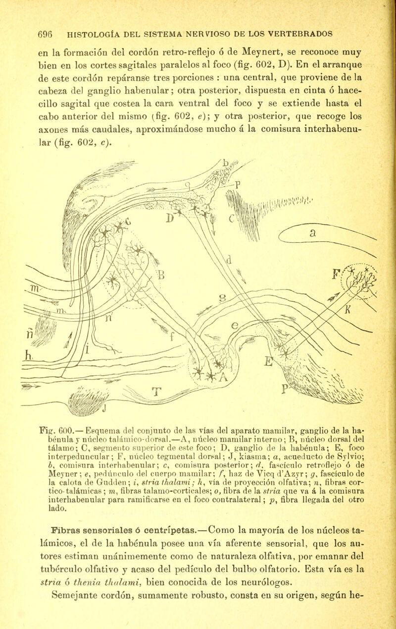 en la formacion del cordon retro-reflejo 6 de Meynert, se reconoce muy bien en los cortes sagitales paralelos al foco (fig. 602, D). En el arranque de este cordon reparanse tres porciones : una central, que proviene de la cabeza del ganglio habenular; otra posterior, dispuesta en cinta 6 hace- cillo sagital que costea la cara ventral del foco y se extiende hasta el cabo anterior del mismo (fig. 602, e); y otra posterior, que recoge los axones mas caudales, aproximandose mucho a la comisura interhabenu- lar (fig. 602, c). Fig. 600.— Eequema del conjunto de las vias del aparato mamilar, ganglio de la ha- benula y nucleo talamico-dorsal.—A, nucleo mamilar interno; B, nucleo dorsal del talamo; C, segmento superior de este foco; D, ganglio de la habenula; E, foco interpeduncular; P, nucleo tegmental dorsal; J, kiasma; a, acueducto de Sylvio; b, comisura interhabenular; c, comisura posterior;^, fasciculo retroflejo 6 de Meyner ; pedunculo del cuerpo mamilar; fy haz de Vicq d'Azyr; g, fasciculo de la calota de Gudden; i, stria thalami; A, via de proyeccion olfativa; n, fibras cor- tico talamicas; m, fibras talamo-corticales; o, fibra de la stria que va a la comisura interhabenular para ramificarse en el foco contralateral; jo, fibra llegada del otro lado. Fibras sensoriales 6 centripetas.—Como la mayoria de los nucleos ta- lamicos, el de la habenula posee uua via aferente sensorial, que los au- tores estiman unanimemente como de naturaleza olfativa, por emanar del tuberculo olfativo y acaso del pediculo del bulbo olfatorio. Esta via es la stria 6 thenia thalami, bien conocida de los neurologos. Semejante cordon, sumamente robusto, consta en su origen, segun he-