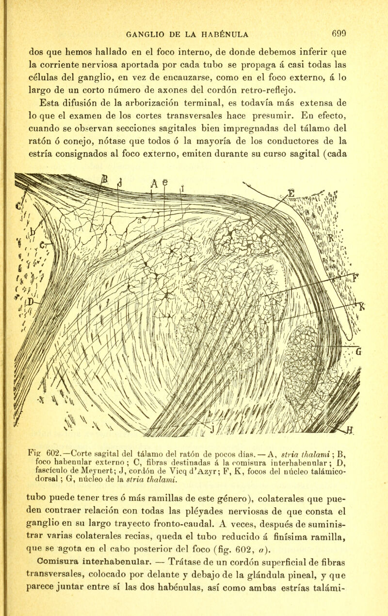 dos que hemos halJado en el foco interno, de donde debemos inferir que la corriente nerviosa aportada por cada tubo se propaga a casi todas las celulas del ganglio, en vez de encauzarse, como en el foco externo, a lo largo de un corto numero de axones del cordon retro-reflejo. Esta difusion de la arborizacion terminal, es todavia mas extensa de lo que el examen de los cortes transversales hace presumir. En efecto, cuando se observan secciones sagitales bien impregnadas del talamo del raton 6 conejo, notase que todos 6 la inayoria de los conductores de la estria consignados al foco externo, emiten durante su curso sagital (cada Fig: 602.—Corte sagital del talamo del raton de pocos dias. —A, stria thalami; B, foco habennlar externo ; C, fibras destinadas a la comisura interhabenular; D, fasriculo de Meynert; J, cordon de Vicq d'Azyr; F, K, focos del nucleo talamico- dorsal; G, nucleo de la stria thalami. tubo puede tener tres 6 mas ramillas de este genero), colaterales que pue- den contraer relacion con todas las pleyades nerviosas de que consta el ganglio en su largo trayecto fronto-caudal. A veces, despues de suminis- trar varias colaterales recias, queda el tubo reducido a finisima ramilla, que se agota en el oabo posterior del foco (fig. 602, a). Comisura interhabenular. — Tratase de un cordon superficial de fibras transversales, colocado por delante y debajo de la glandula pineal, y que parece juntar entre si las dos habeuulas, asi como ambas estn'as talami-