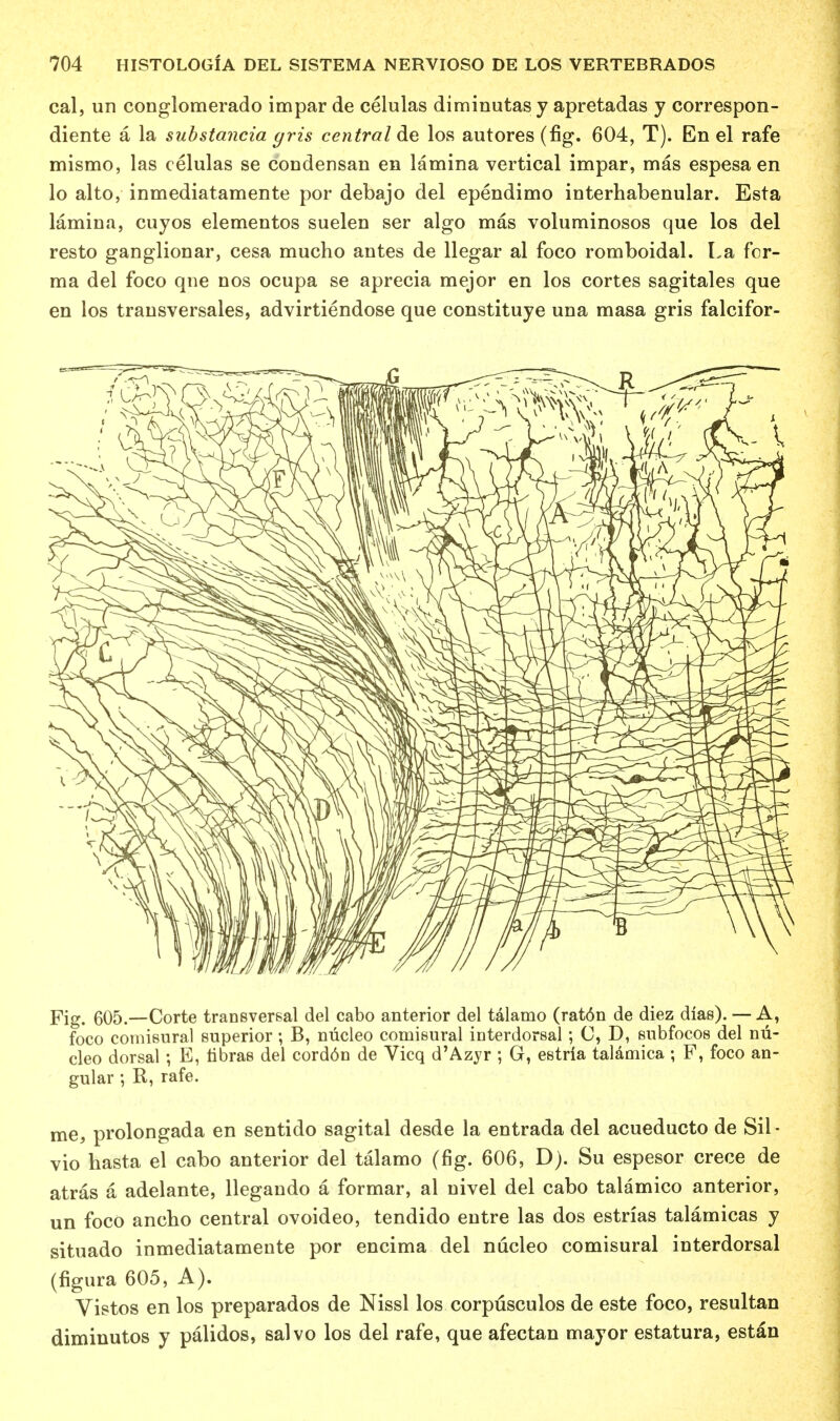 cal, un conglomerado impar de celulas diminutas y apretadas y correspon- diente a la substantia yris central de los autores (fig. 604, T). En el rafe mismo, las celulas se condensan en lamina vertical impar, mas espesa en lo alto, inmediatamente por debajo del ependimo interhabenular. Esta lamina, cuyos elementos suelen ser algo mas voluminosos que los del resto ganglionar, cesa mucho antes de llegar al foco romboidal. La for- ma del foco qne nos ocupa se aprecia mejor en los cortes sagitales que en los transversales, advirtiendose que constituye una masa gris falcifor- Fig. 605.—Corte transversal del cabo anterior del talamo (rat6n de diez dias). — A, foco comisural superior; B, nucleo comisural interdorsal; C, D, subfocos del mi- cleo dorsal; E, tibras del cordon de Vicq d'Azyr ; G, estria talamica ; F, foco an- gular ; R, rafe. me, prolongada en sentido sagital desde la entrada del acueducto de Sil- vio hasta el cabo anterior del talamo (fig. 606, D). Su espesor crece de atras a adelante, llegando a formar, al nivel del cabo talamico anterior, un foco anclio central ovoideo, tendido entre las dos estrias talamicas y situado inmediatamente por encima del nucleo comisural interdorsal (figura 605, A). Vistos en los preparados de Nissl los corpusculos de este foco, resultan diminutos y palidos, salvo los del rafe, que afectan mayor estatura, estan